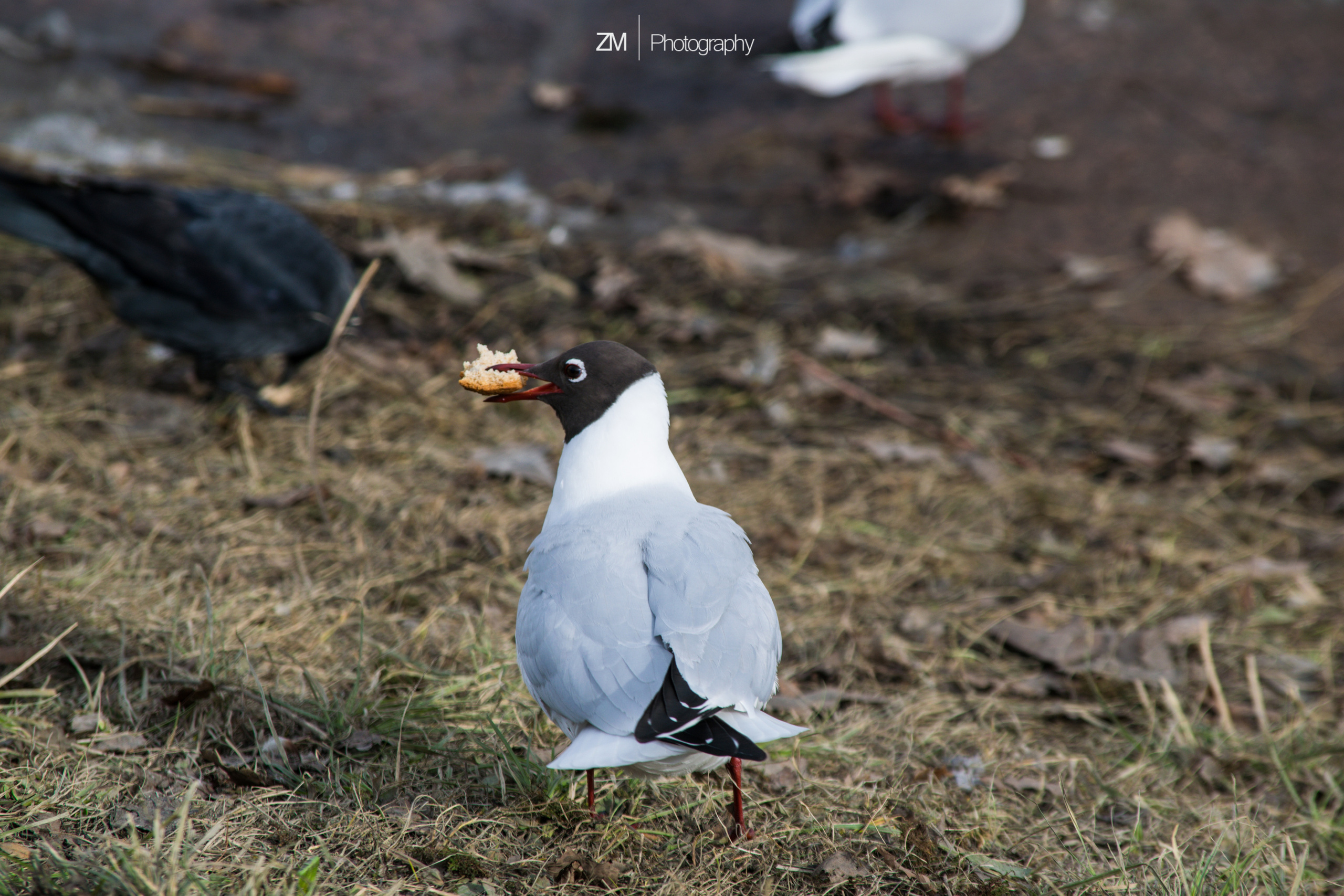 Весна 2019. Фотограф людей и животных в Санкт-Петербурге Марина Бурмистрова
