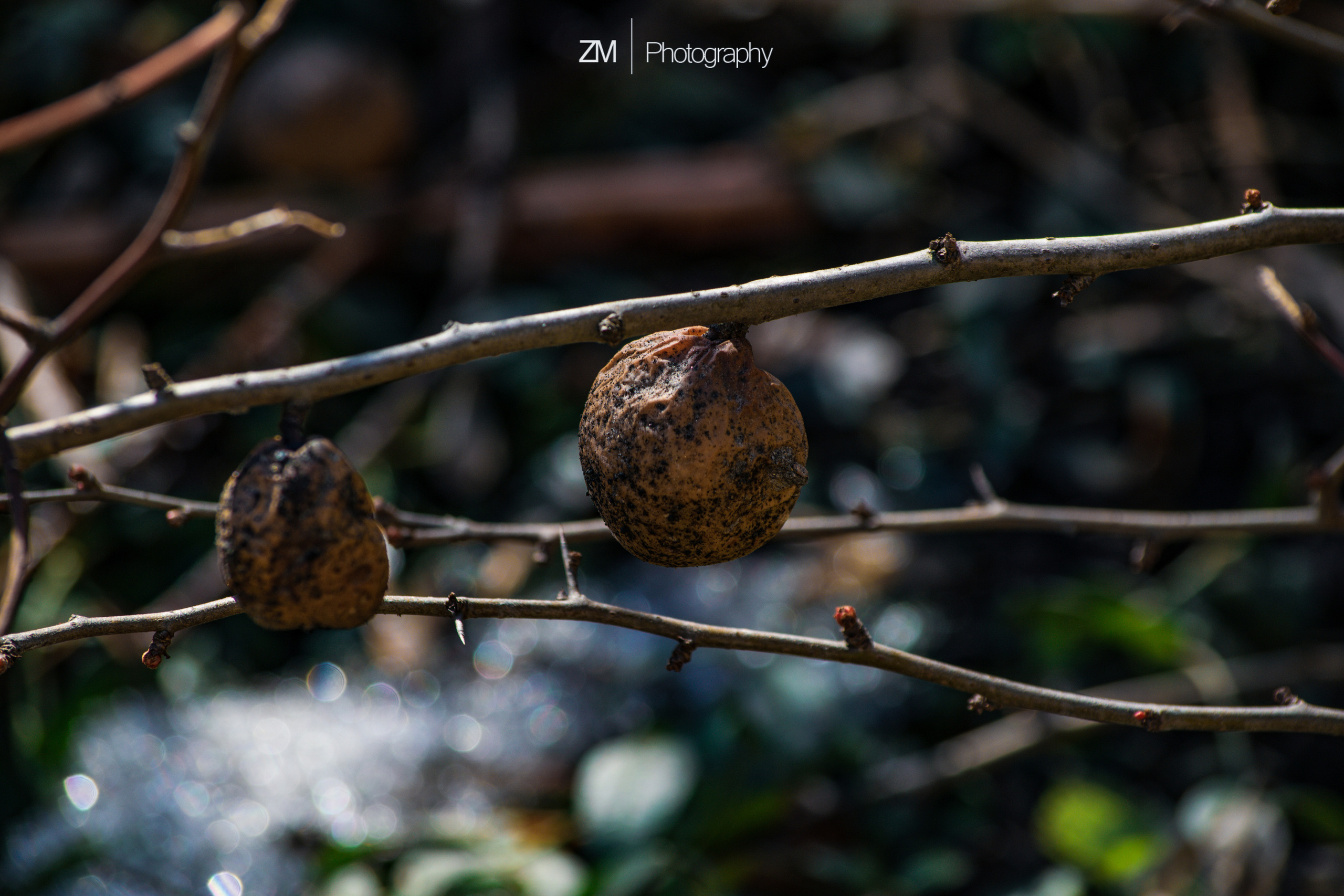 Весна 2019. Фотограф людей и животных в Санкт-Петербурге Марина Бурмистрова