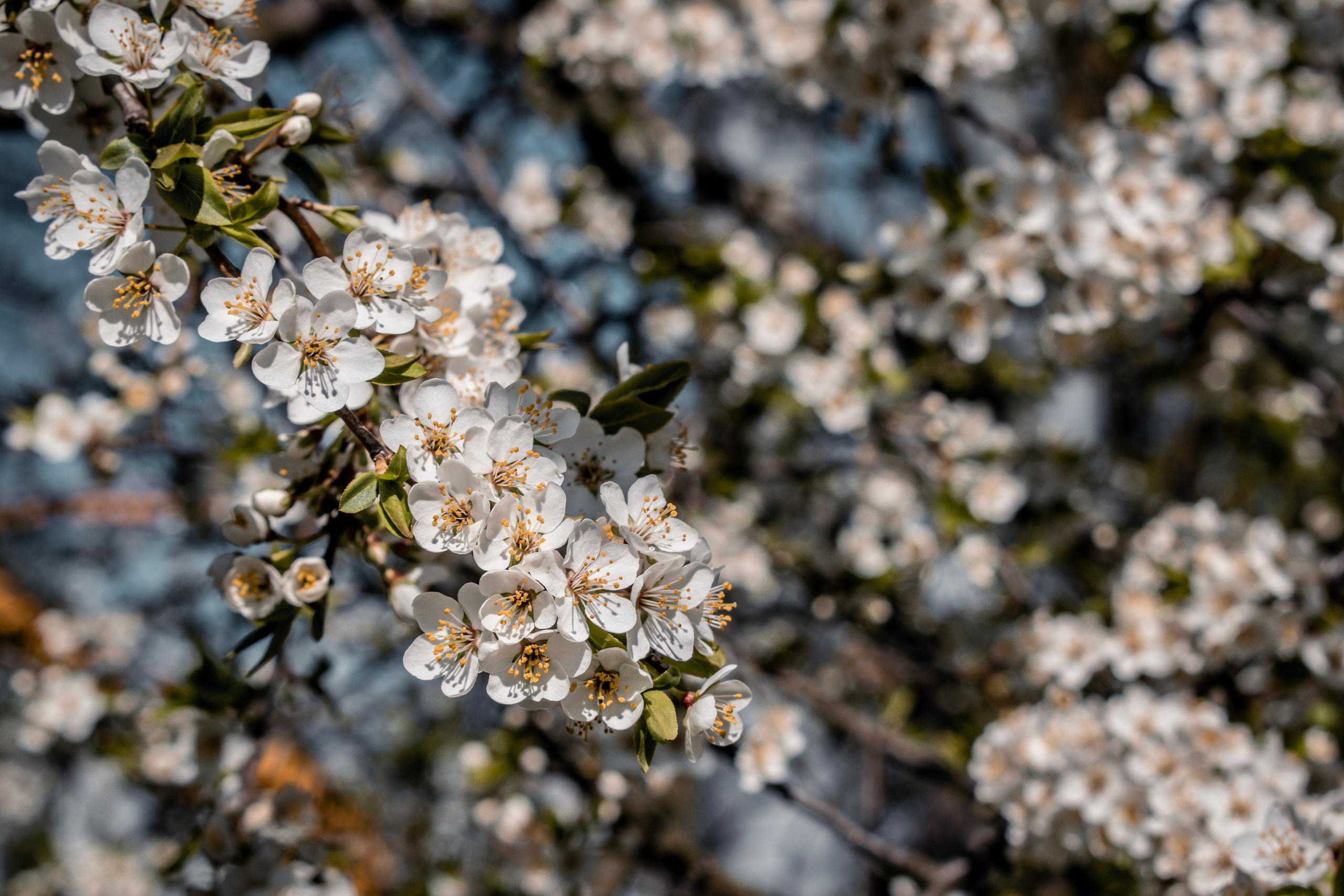 Весна 2019. Фотограф людей и животных в Санкт-Петербурге Марина Бурмистрова