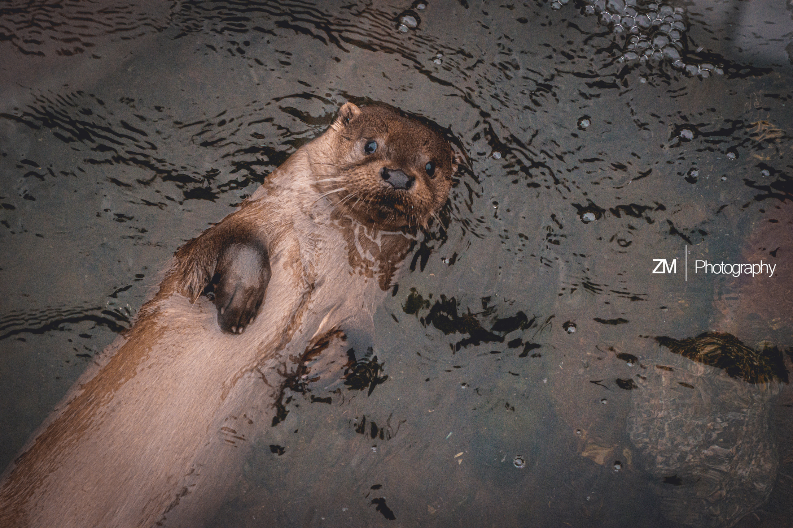 Фотосъемка животных в зоопарке. Фотограф людей и животных в Санкт-Петербурге Марина Бурмистрова