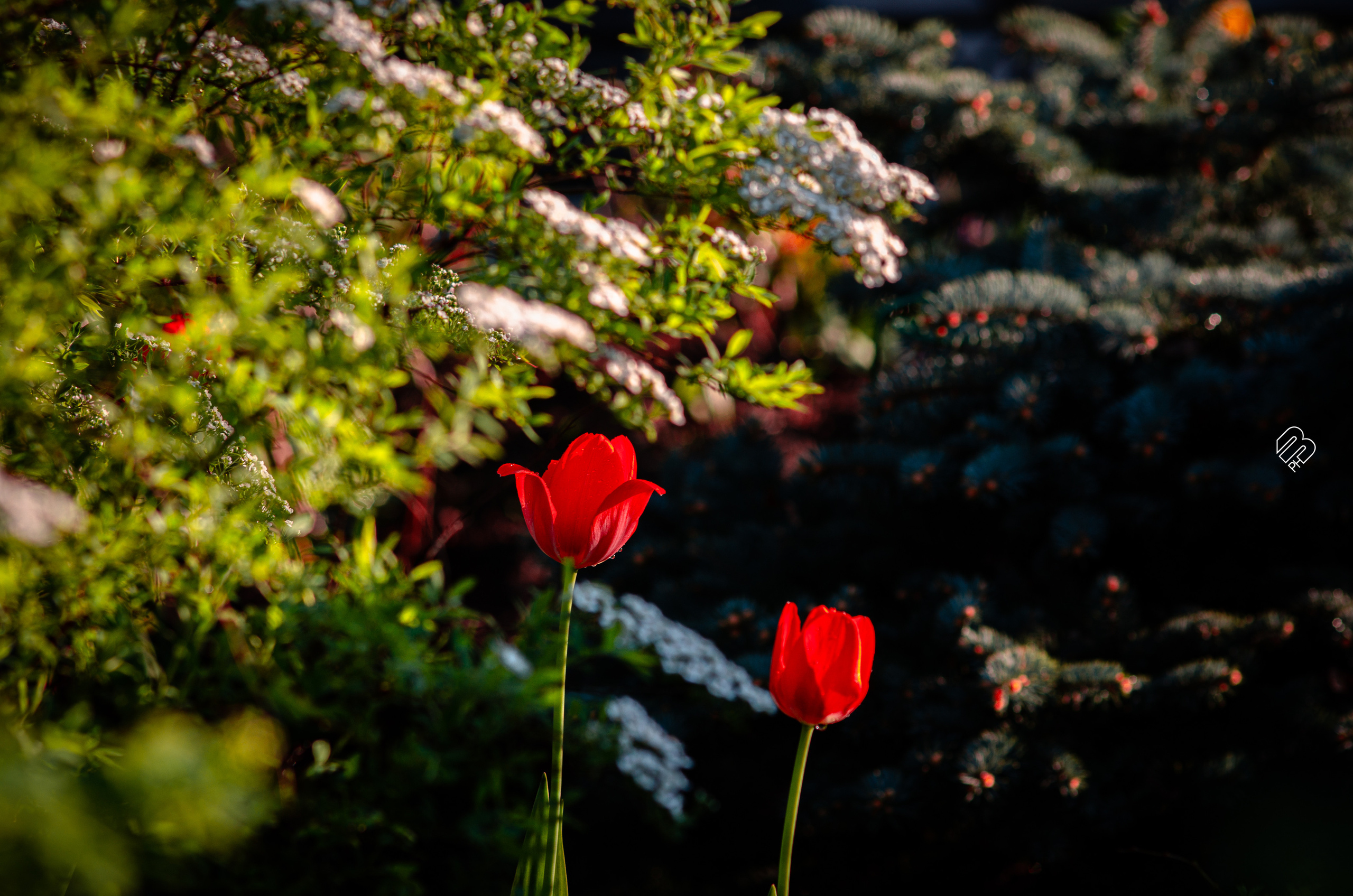 Фотографии цветов. Фотограф людей и животных в Санкт-Петербурге Марина Бурмистрова