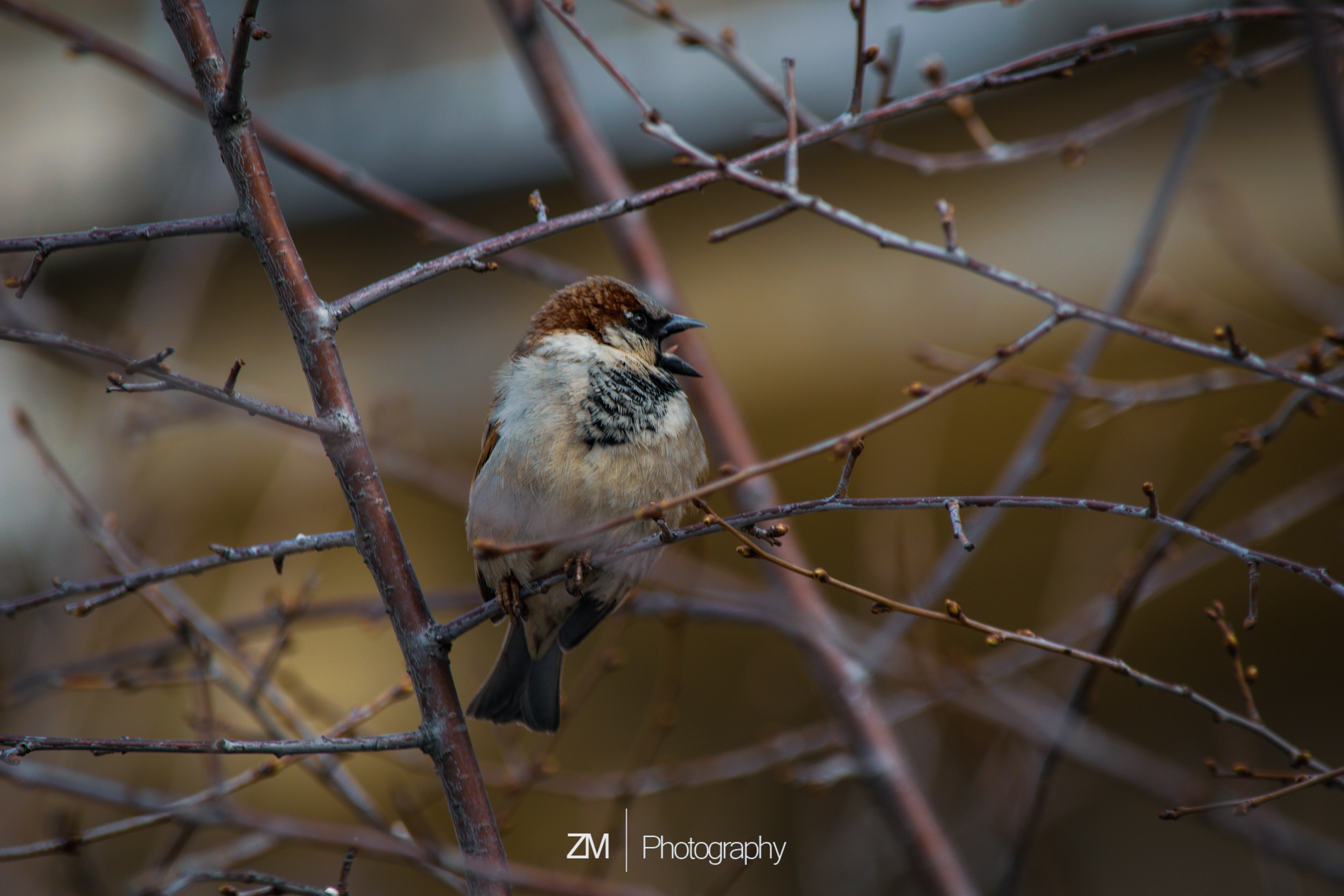 Весна 2019. Фотограф людей и животных в Санкт-Петербурге Марина Бурмистрова