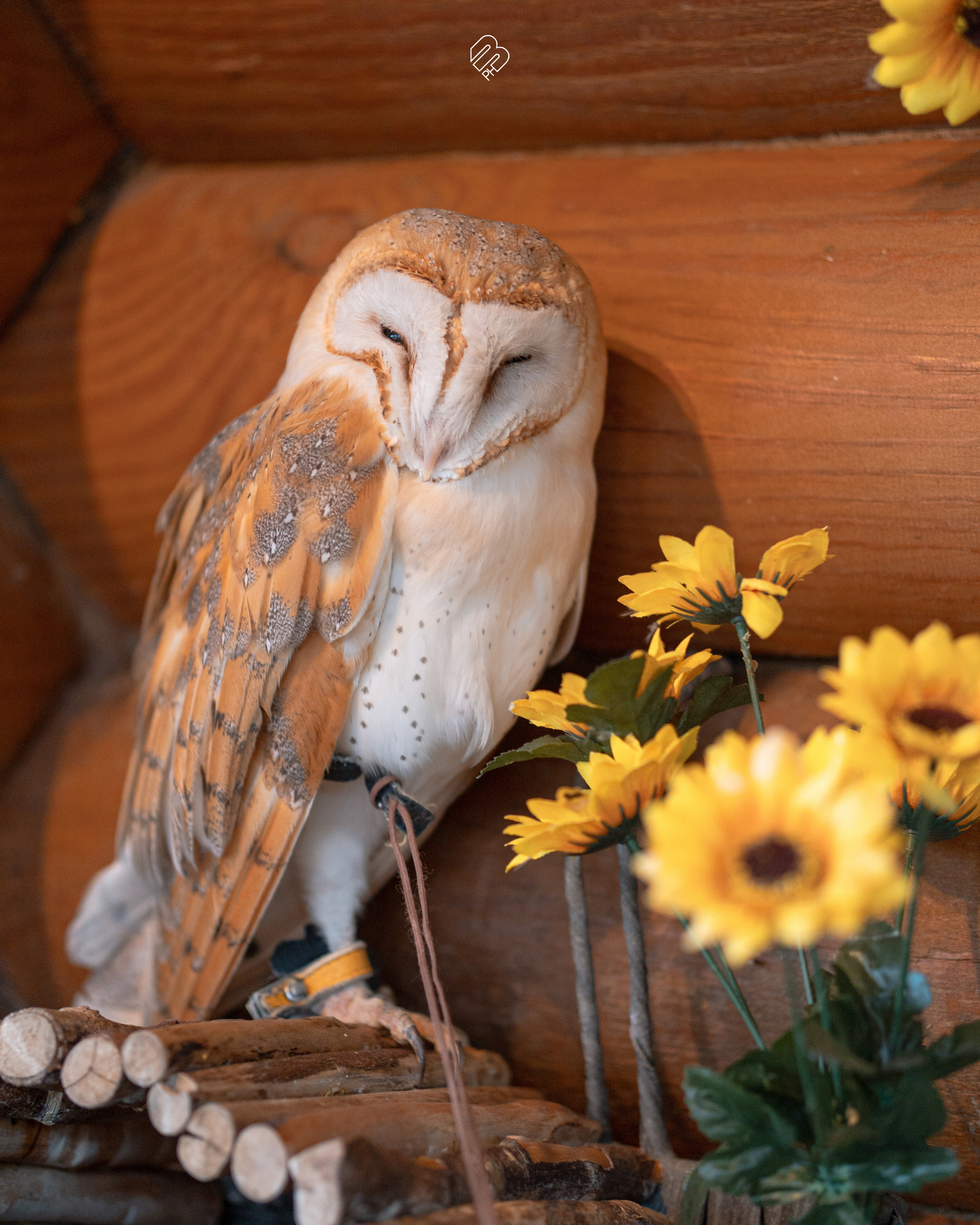 Фотосъемка животных в зоопарке. Фотограф людей и животных в Санкт-Петербурге Марина Бурмистрова