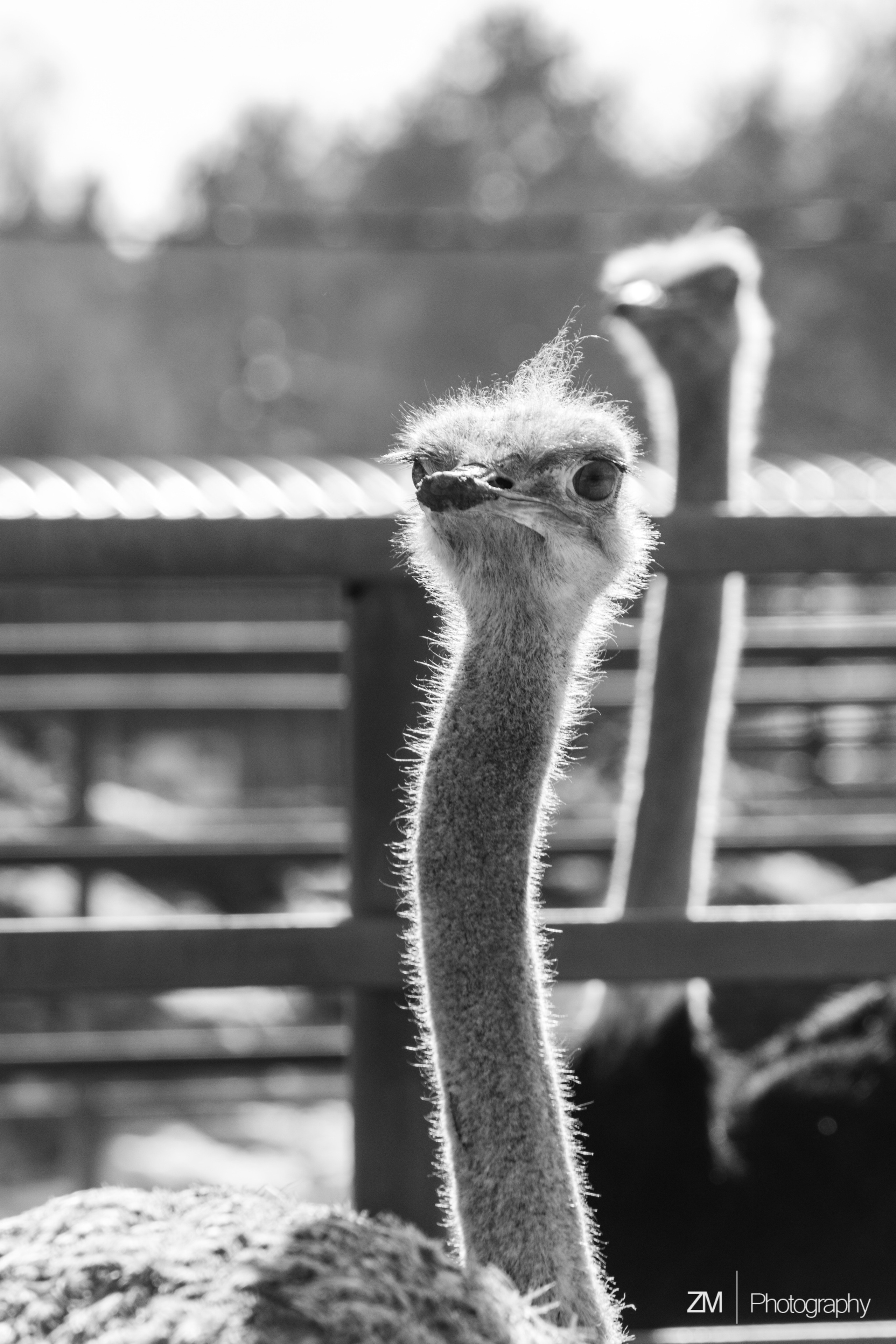 Фотосъемка животных в зоопарке. Фотограф людей и животных в Санкт-Петербурге Марина Бурмистрова