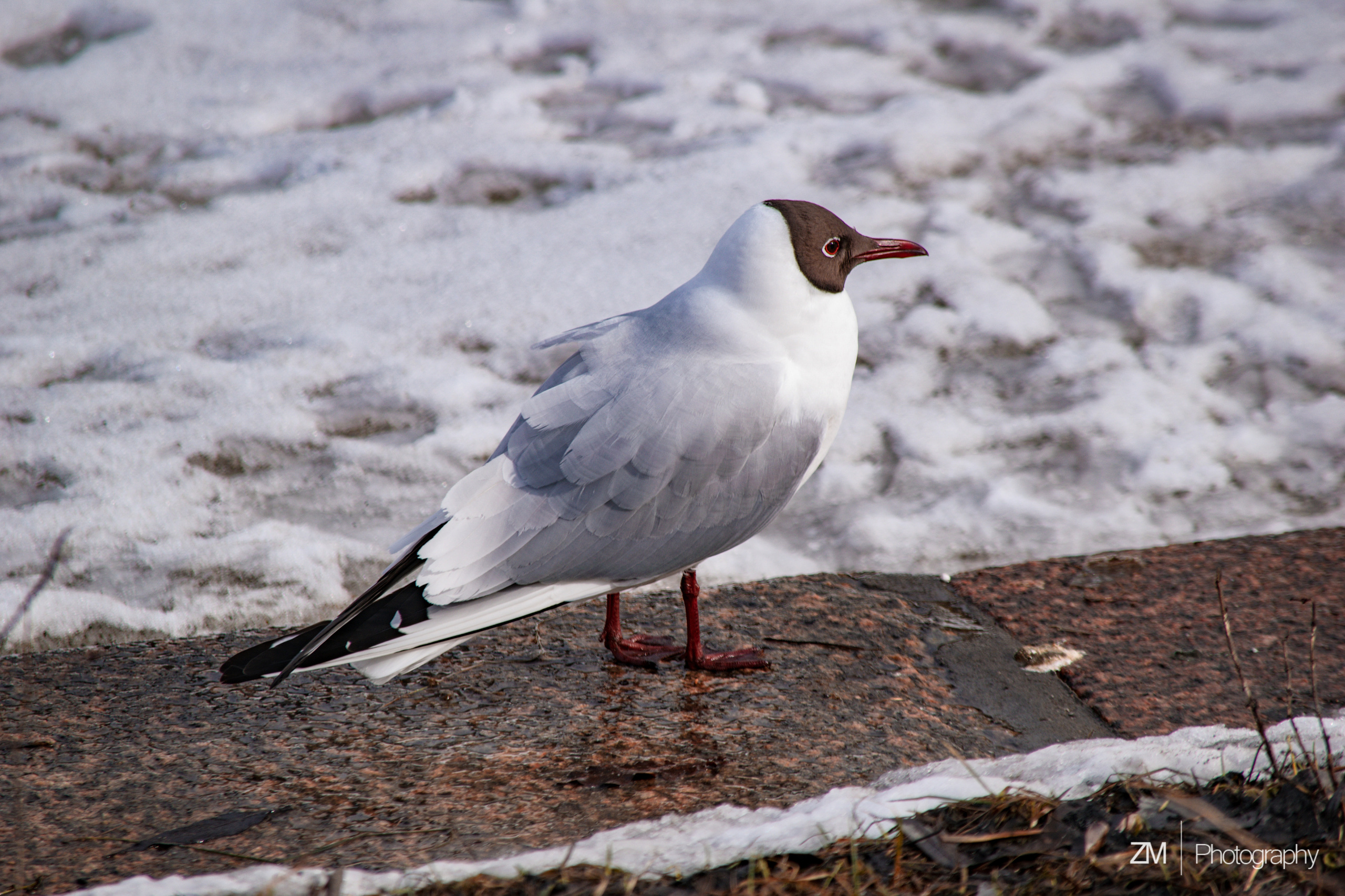 Весна 2019. Фотограф людей и животных в Санкт-Петербурге Марина Бурмистрова