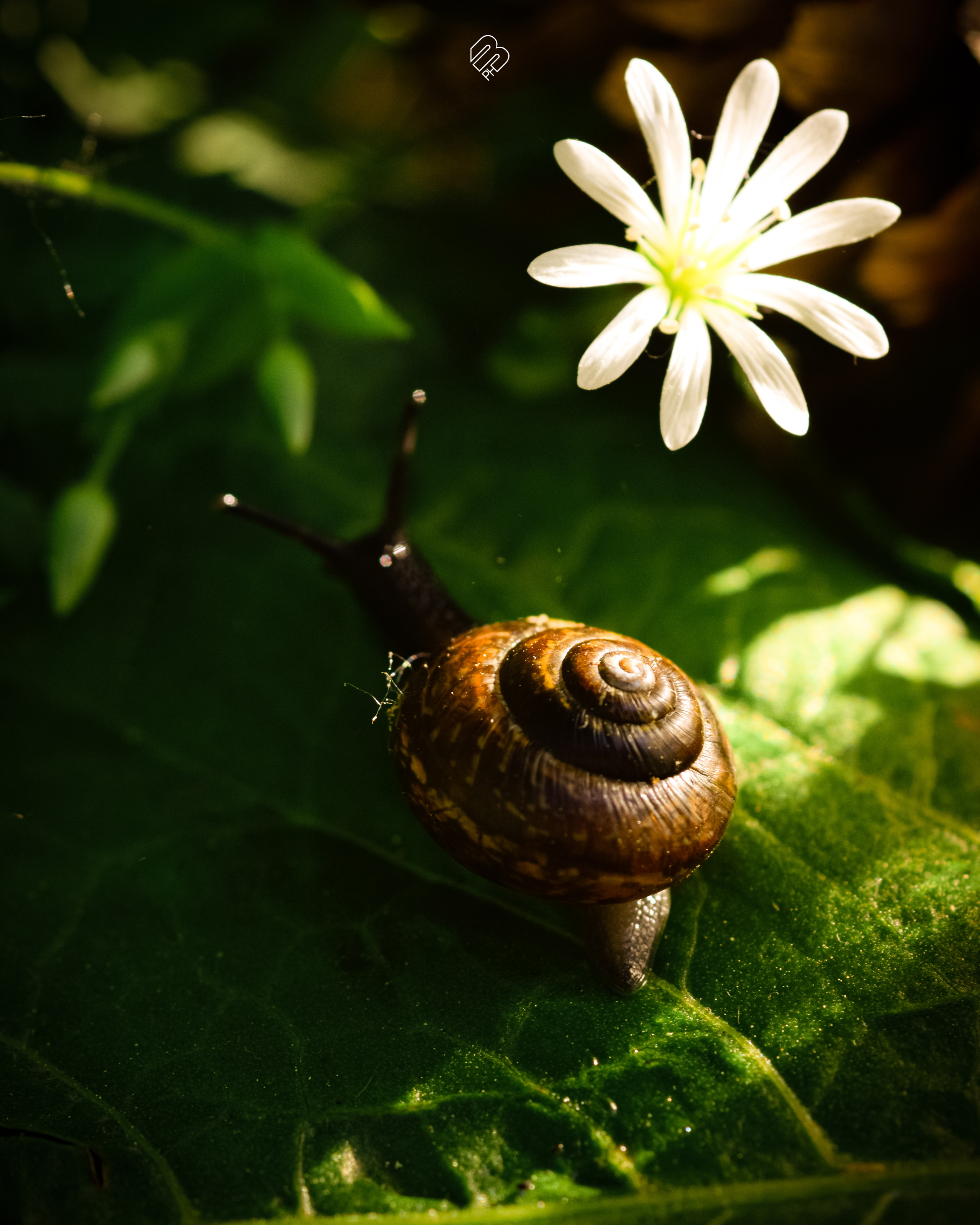 Фотографии цветов. Фотограф людей и животных в Санкт-Петербурге Марина Бурмистрова