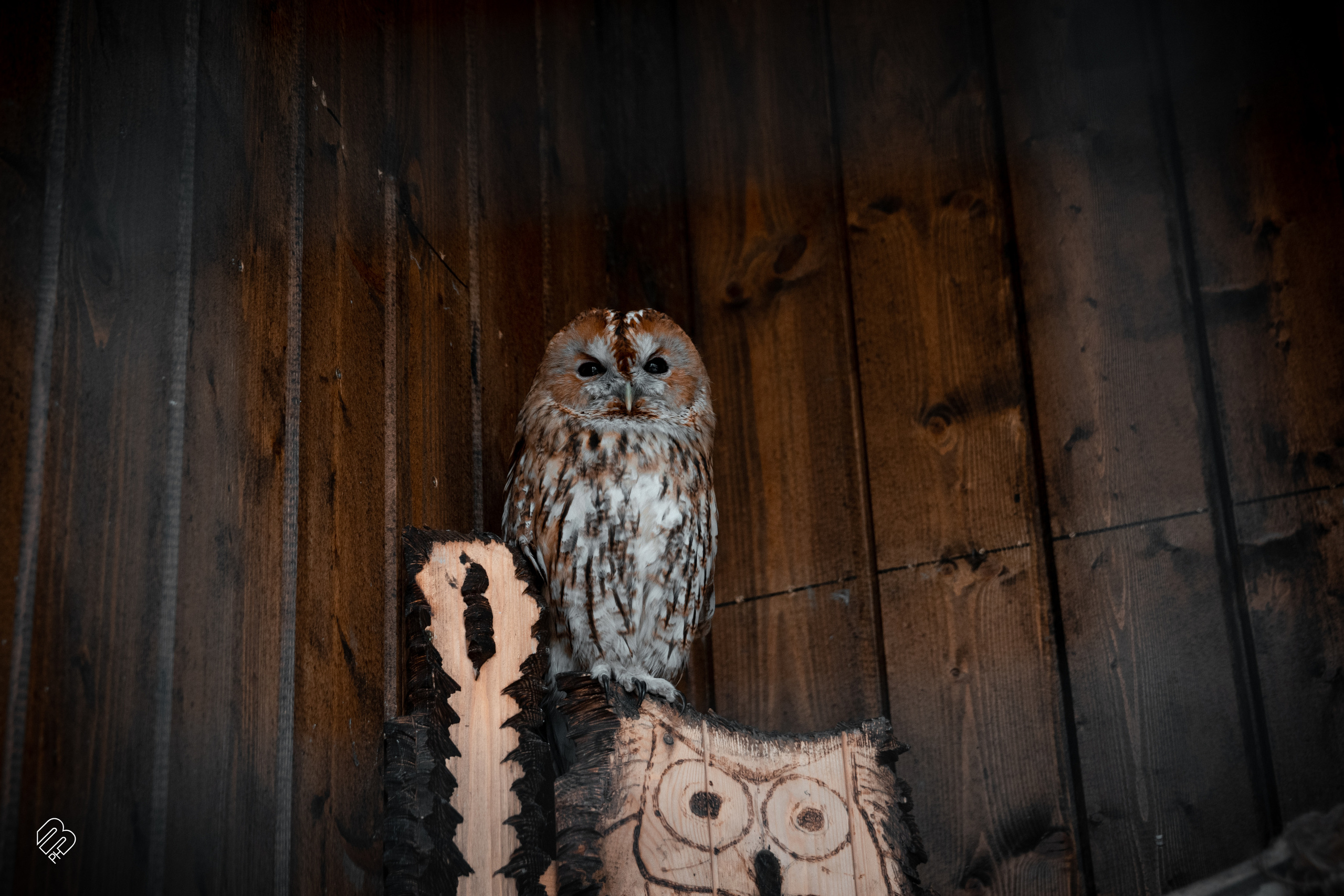 Поездка в Калининград. Фотограф людей и животных в Санкт-Петербурге Марина Бурмистрова