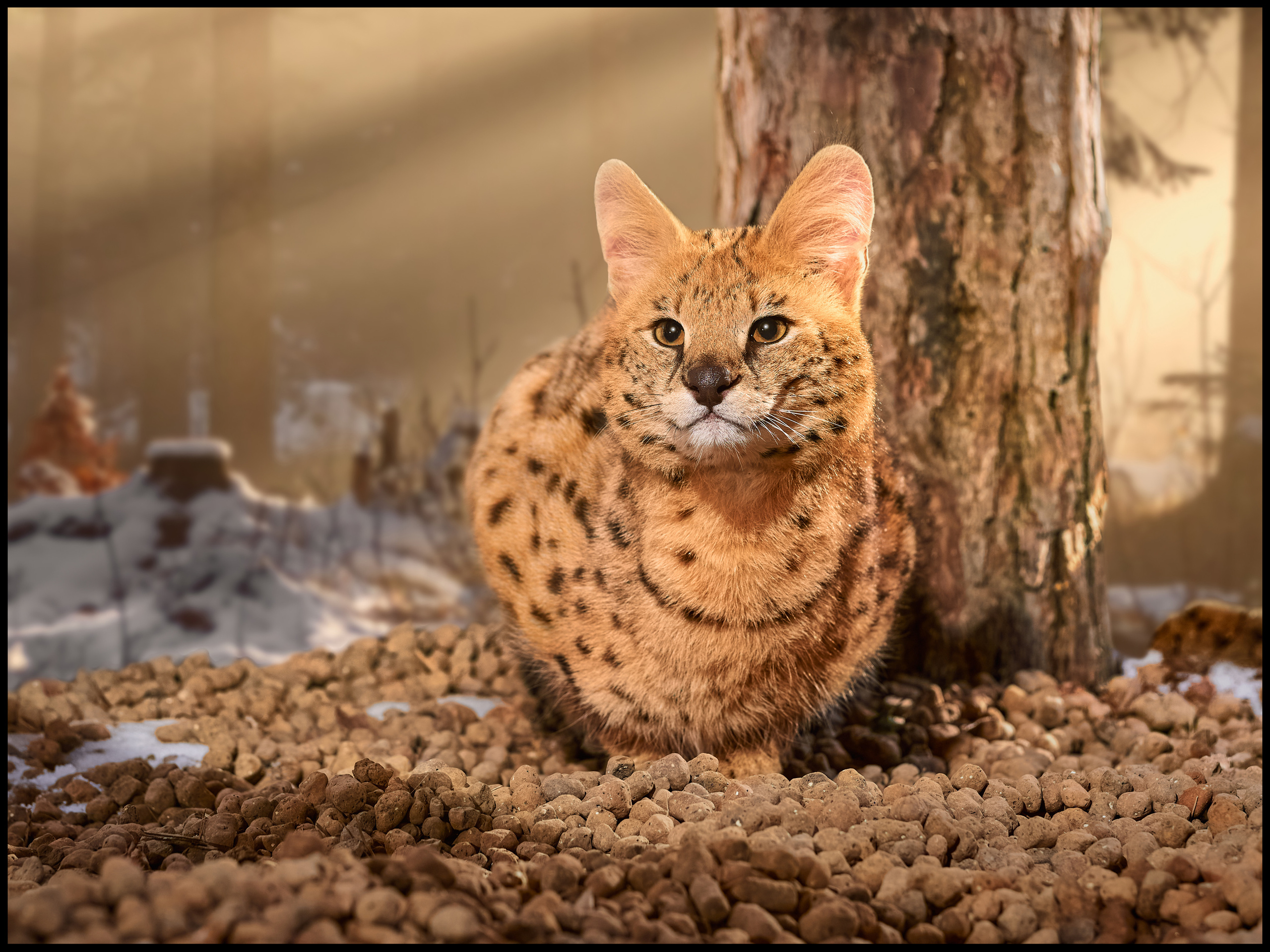 Фотосъемка животных в зоопарке. Фотограф людей и животных в Санкт-Петербурге Марина Бурмистрова