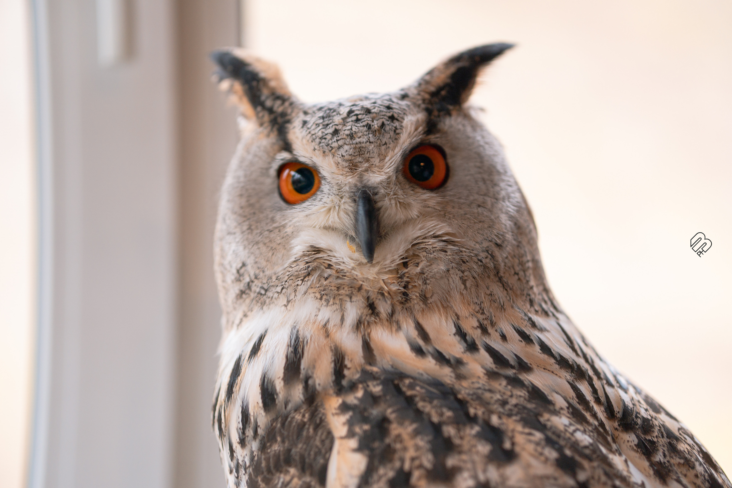 Фотосъемка животных в зоопарке. Фотограф людей и животных в Санкт-Петербурге Марина Бурмистрова