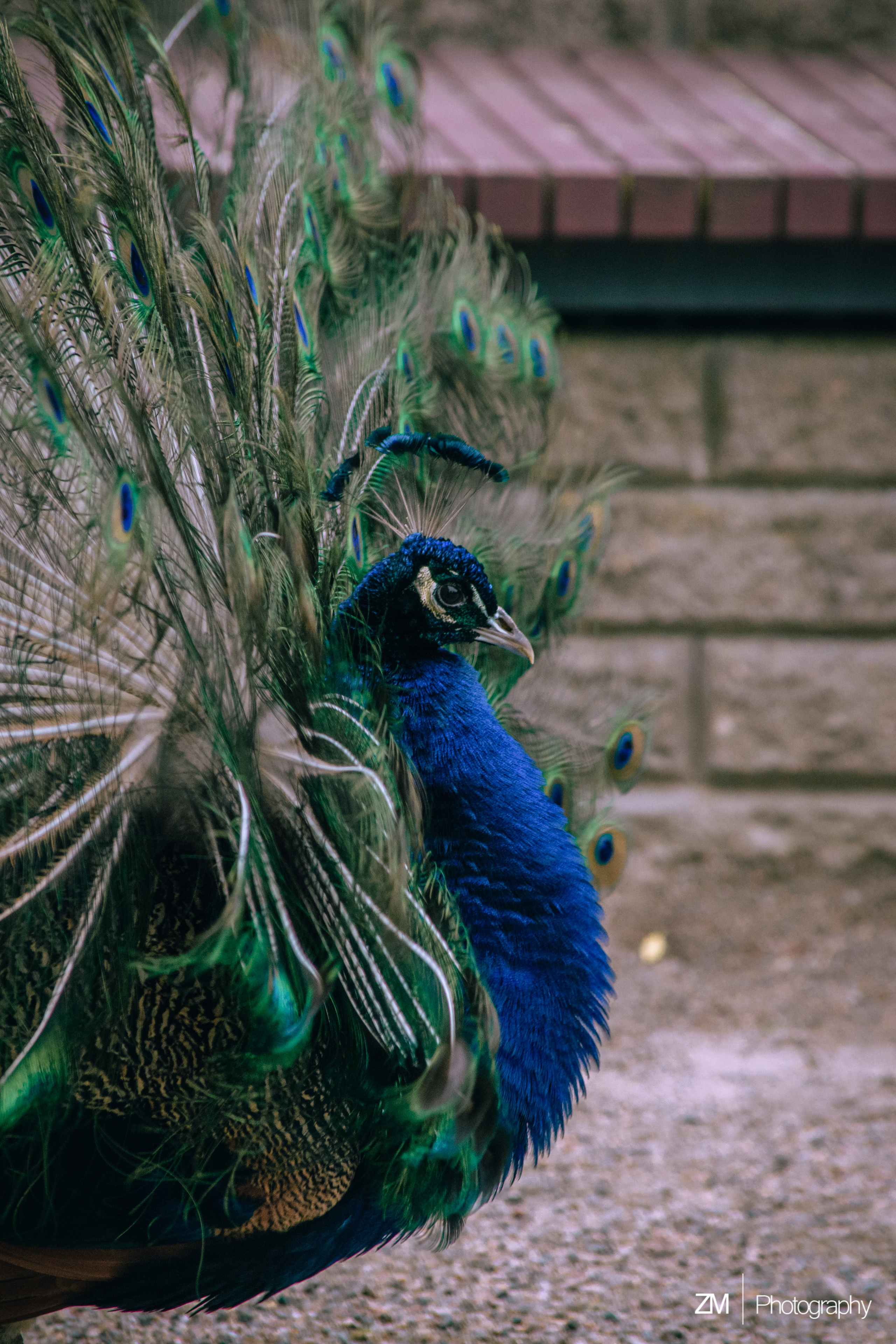 Фотосъемка животных в зоопарке. Фотограф людей и животных в Санкт-Петербурге Марина Бурмистрова