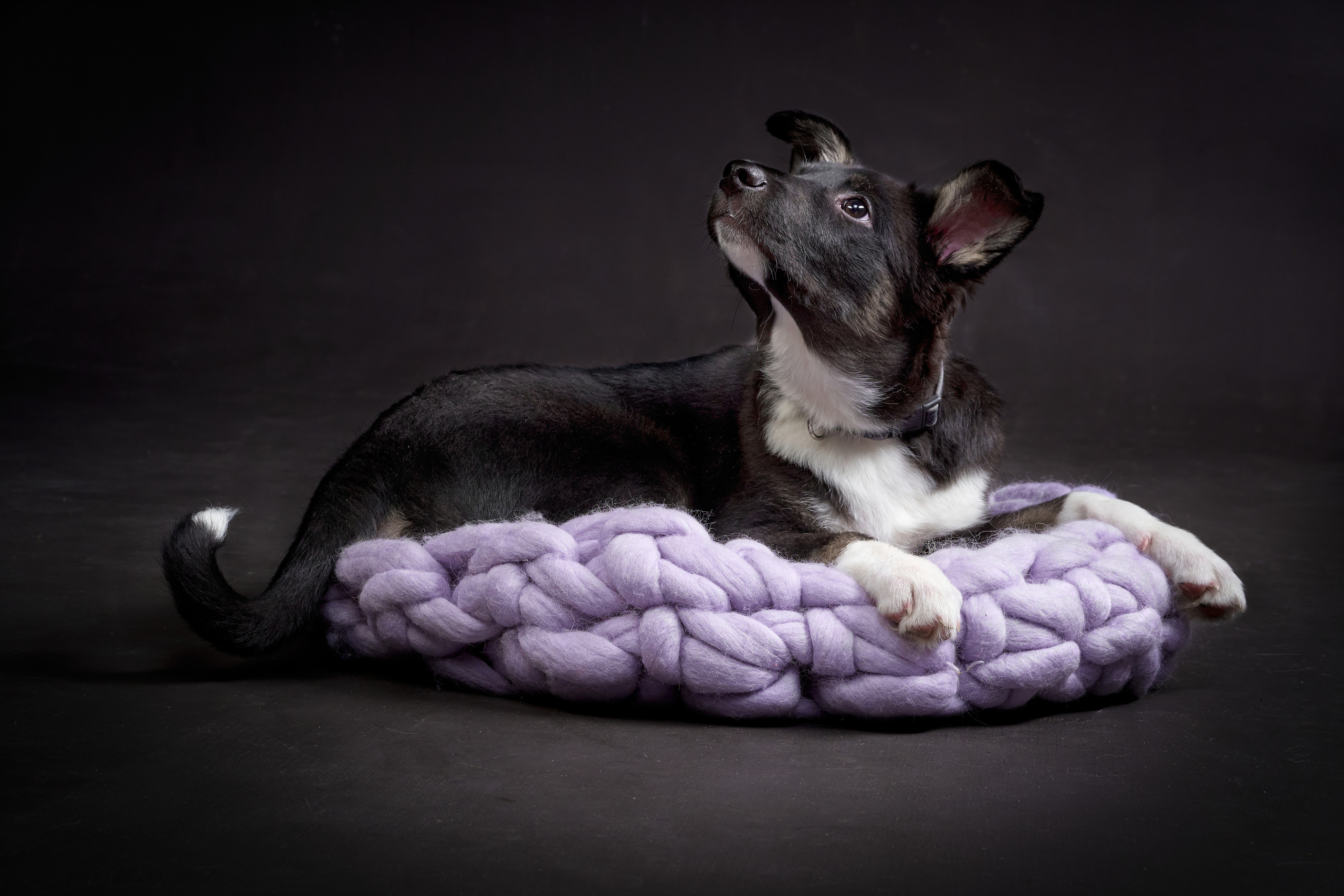 Анималистика. Студийные съемки. Фотограф людей и животных в Санкт-Петербурге Марина Бурмистрова