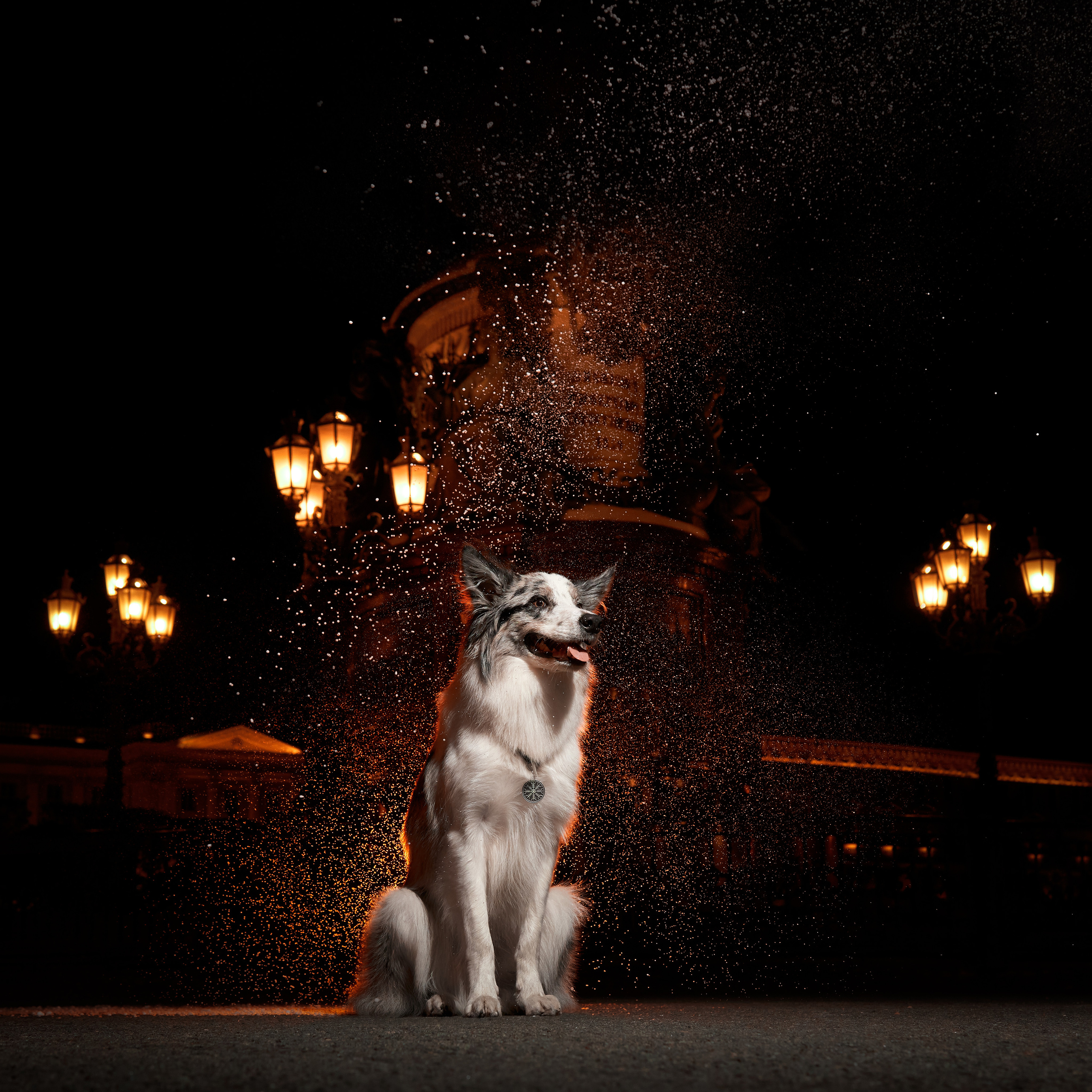 Анималистика. Выездные съемки. Фотограф людей и животных в Санкт-Петербурге Марина Бурмистрова