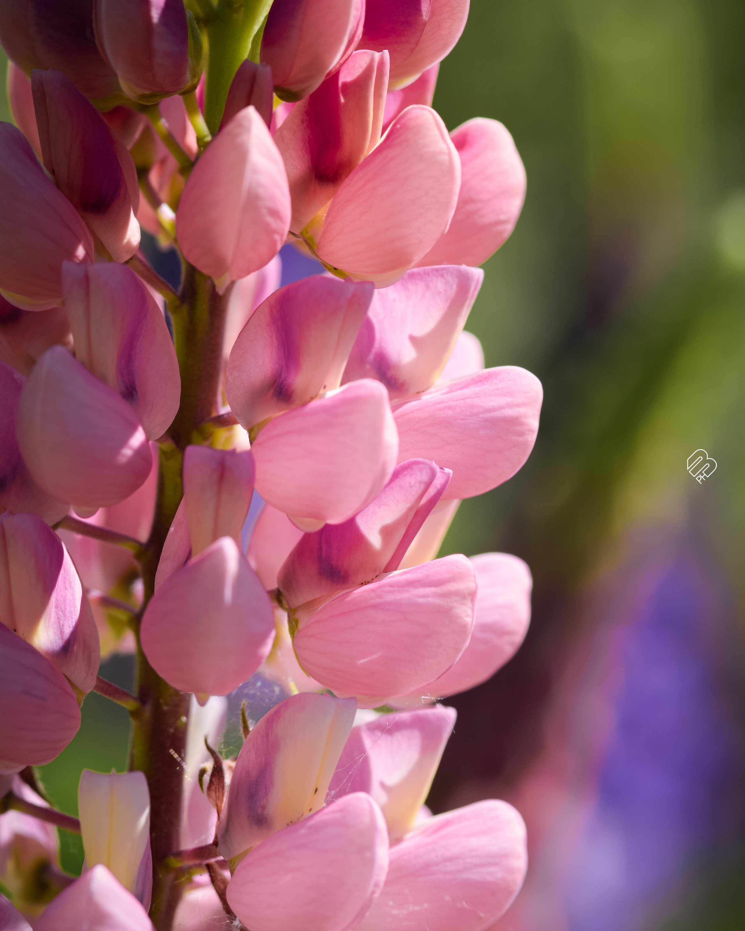 Фотографии цветов. Фотограф людей и животных в Санкт-Петербурге Марина Бурмистрова
