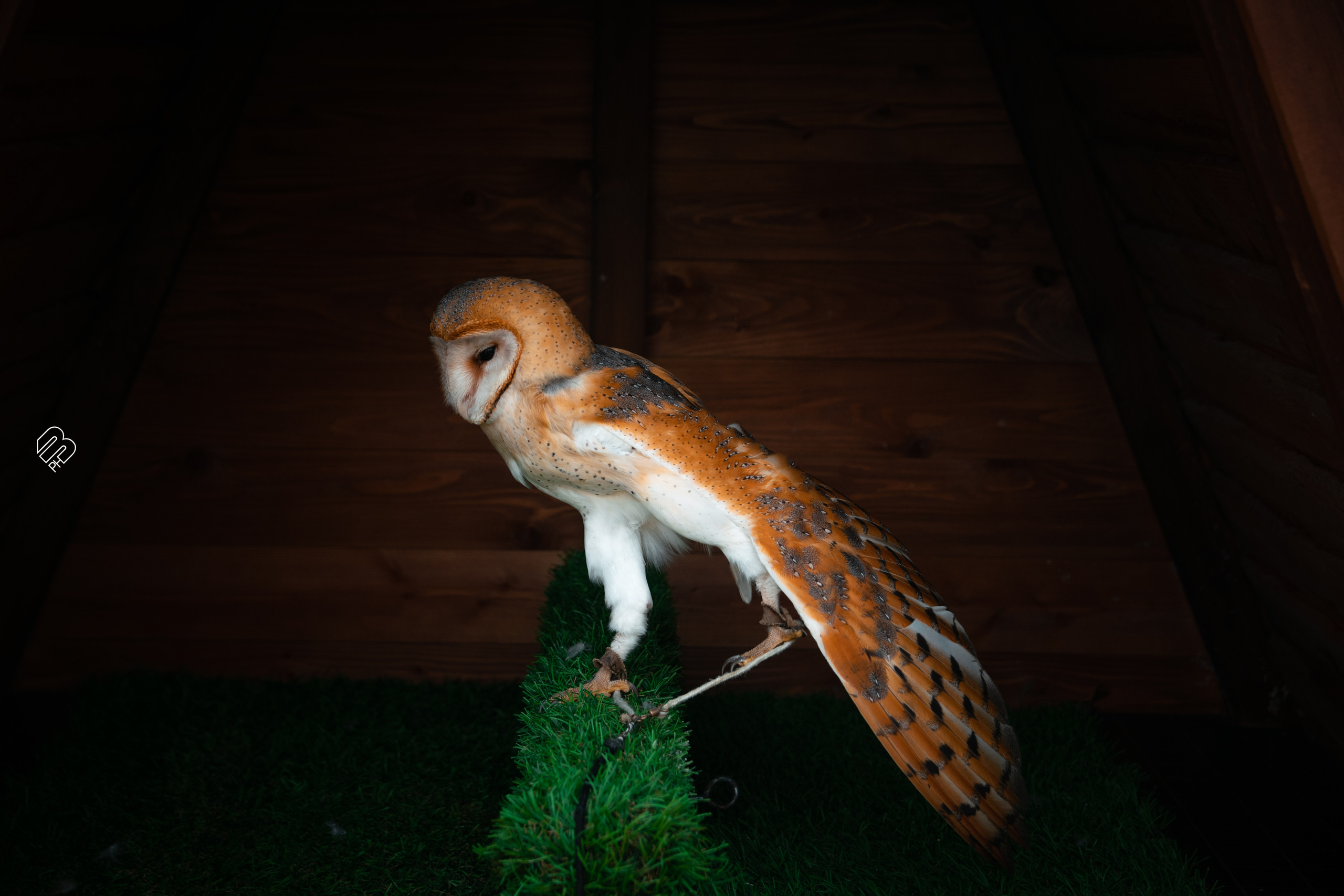 Поездка в Калининград. Фотограф людей и животных в Санкт-Петербурге Марина Бурмистрова