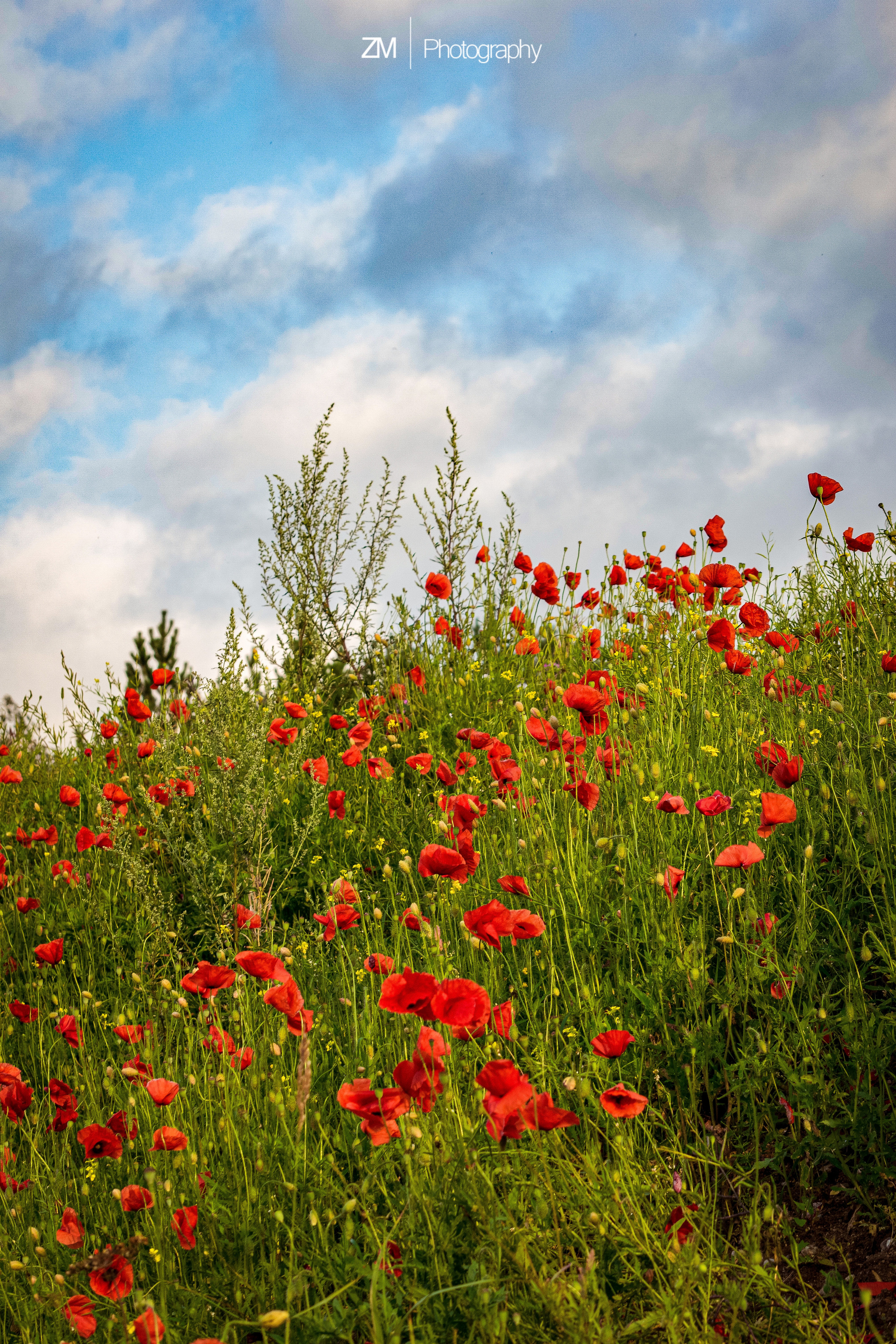 Фотографии цветов. Фотограф людей и животных в Санкт-Петербурге Марина Бурмистрова