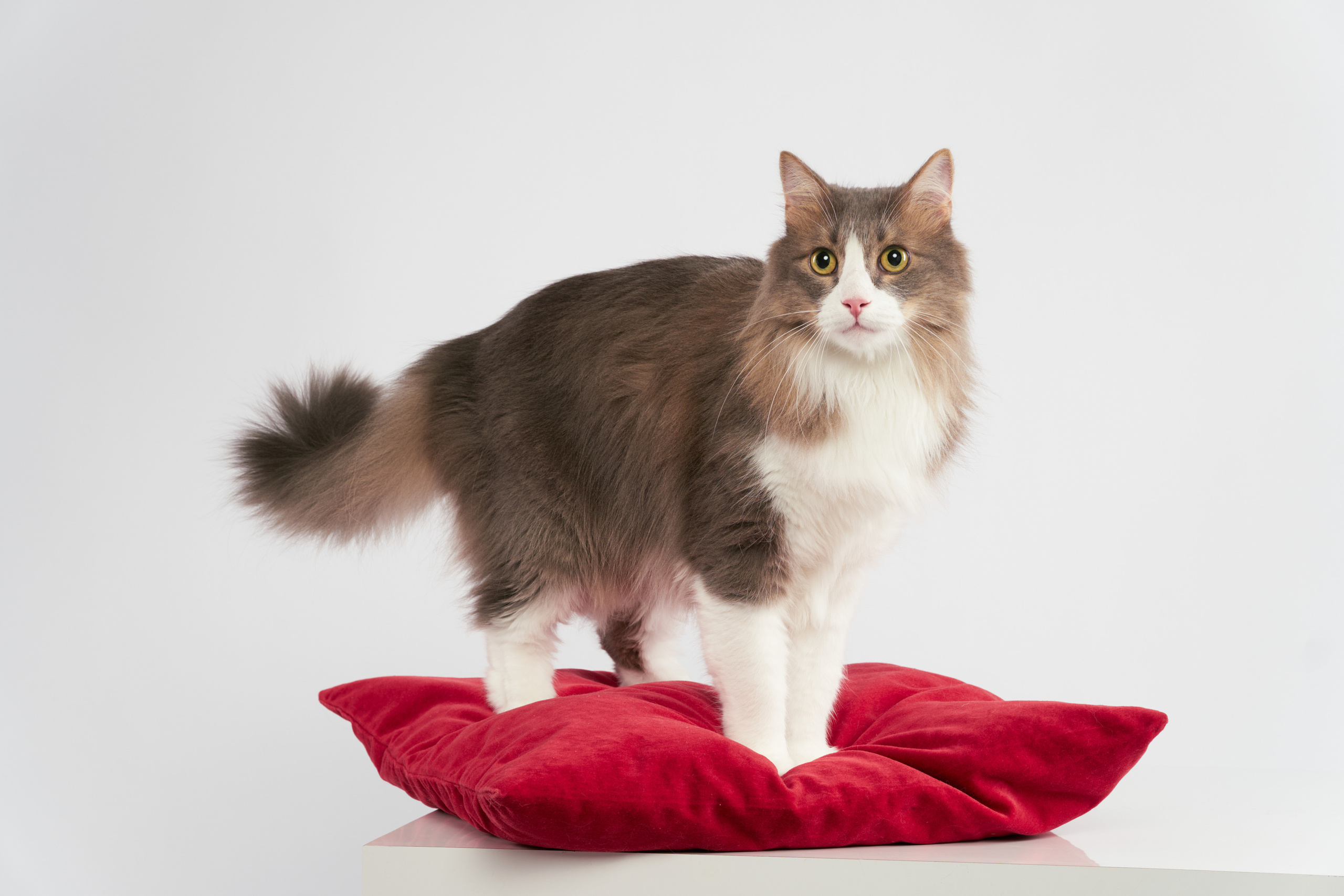 Анималистика. Студийные съемки. Фотограф людей и животных в Санкт-Петербурге Марина Бурмистрова