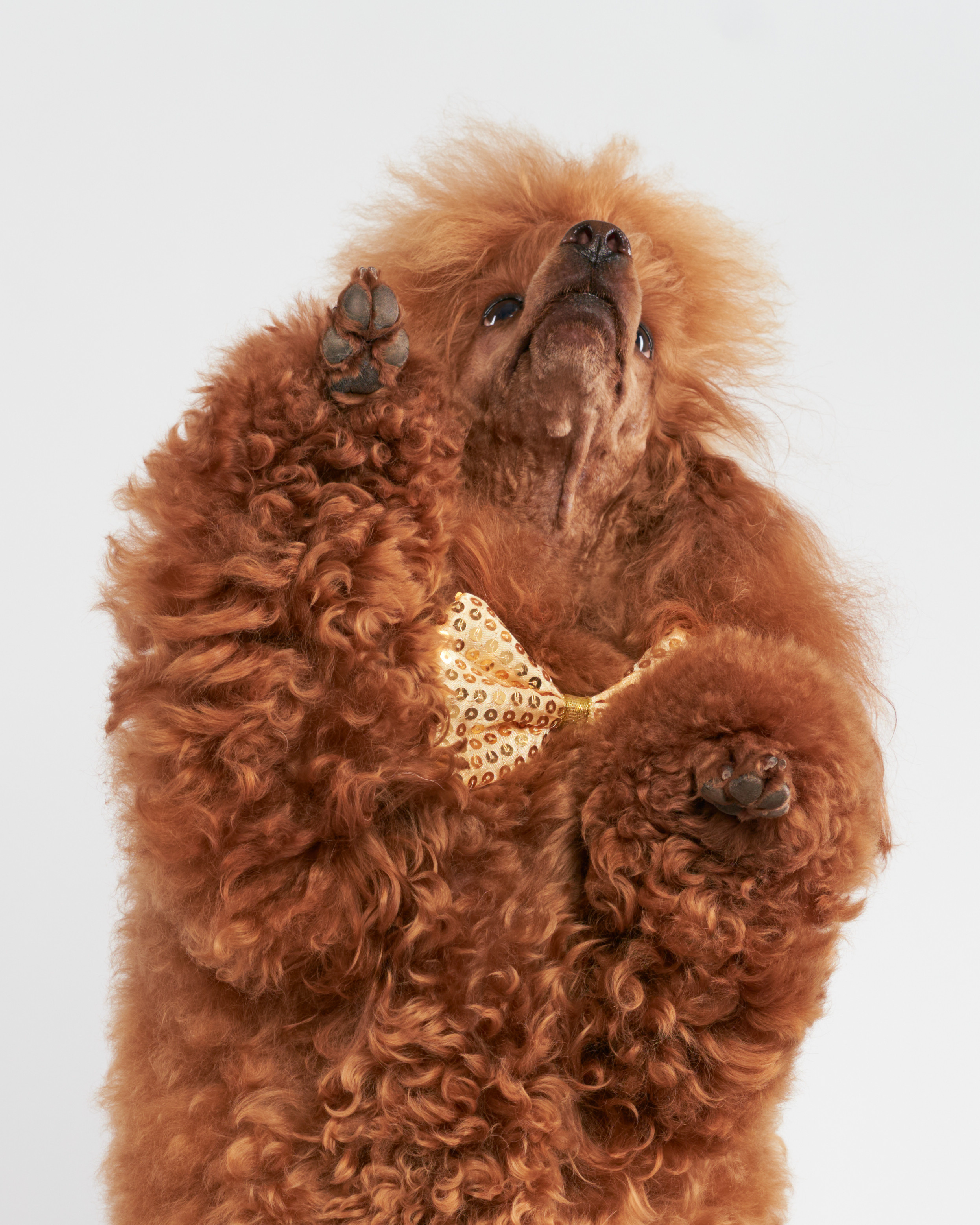 Анималистика. Студийные съемки. Фотограф людей и животных в Санкт-Петербурге Марина Бурмистрова