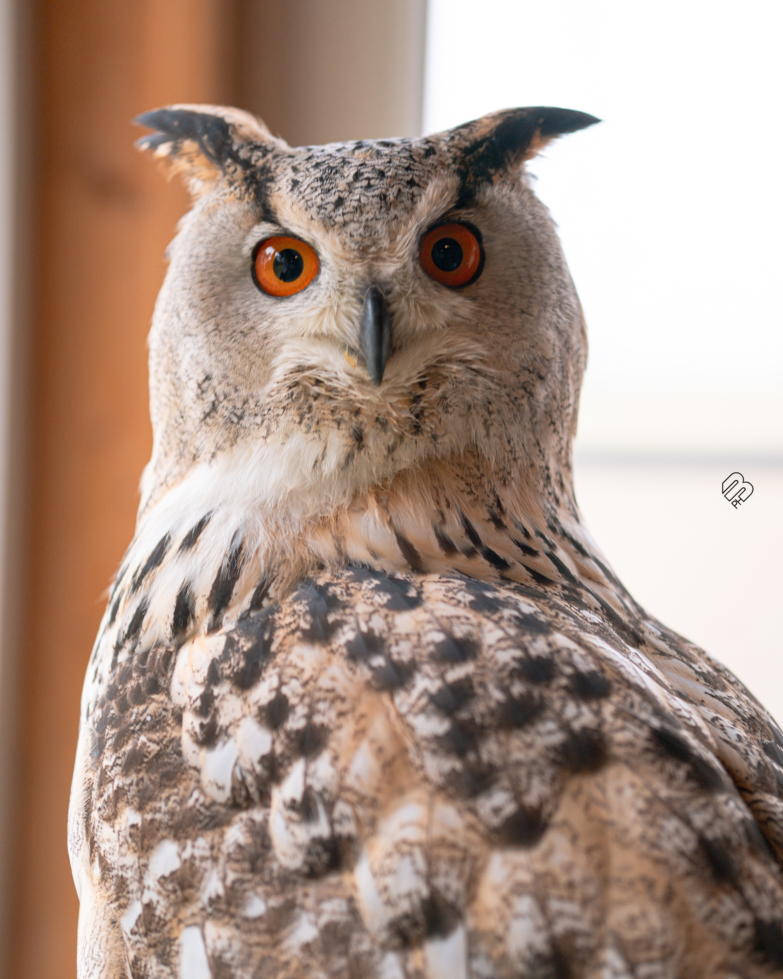 Фотосъемка животных в зоопарке. Фотограф людей и животных в Санкт-Петербурге Марина Бурмистрова