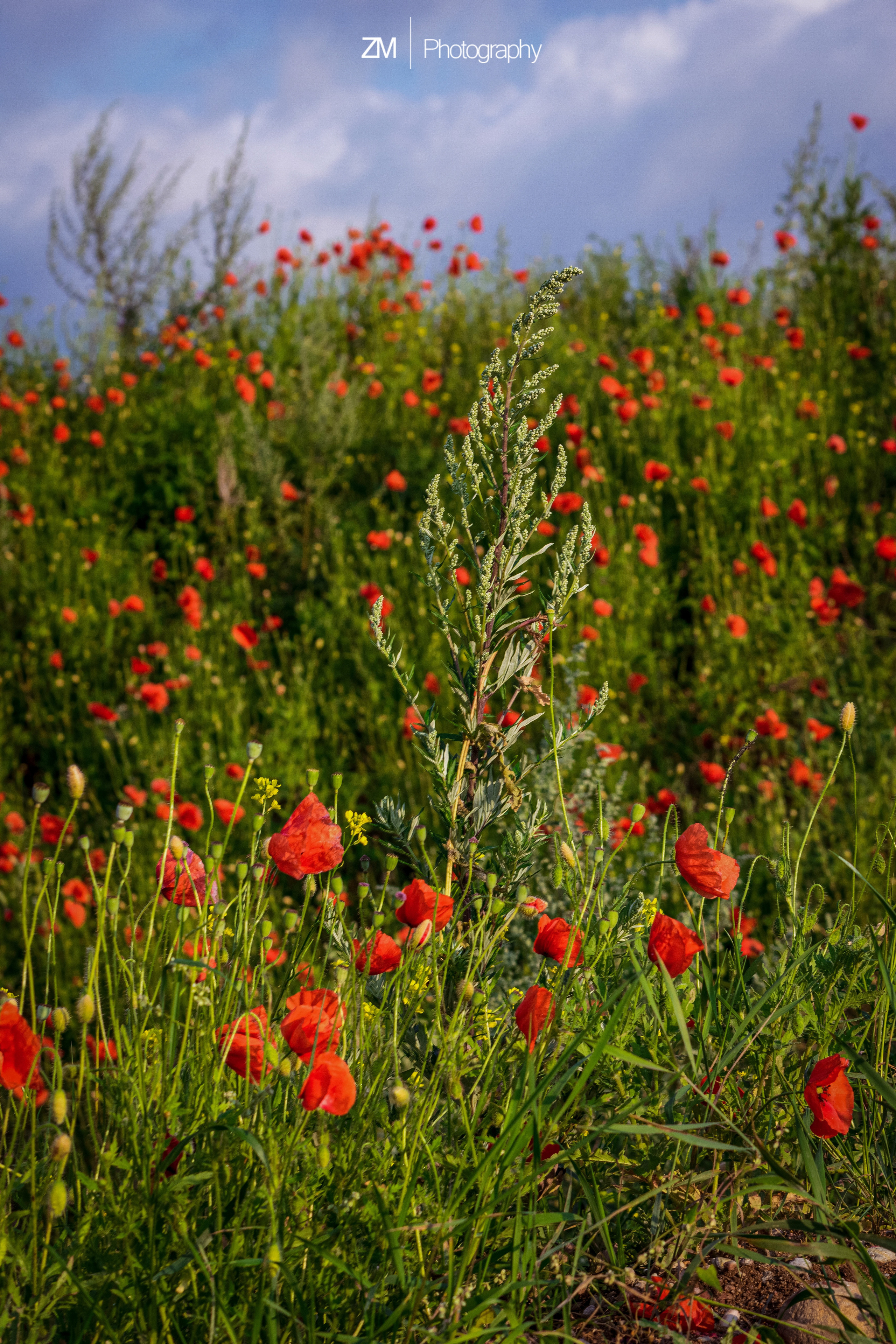Фотографии цветов. Фотограф людей и животных в Санкт-Петербурге Марина Бурмистрова