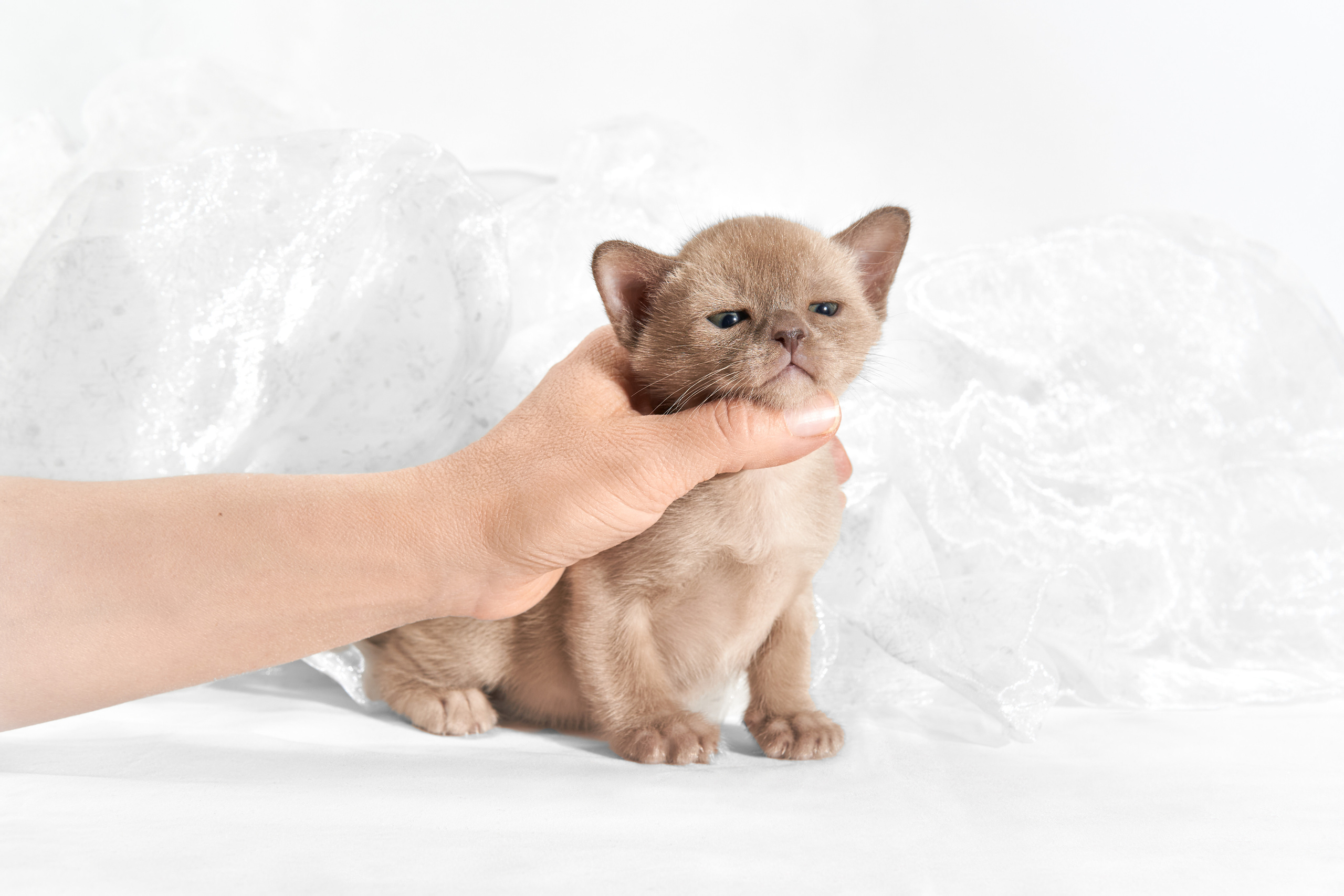 фотосессия котенка бурмы на белом фоне 