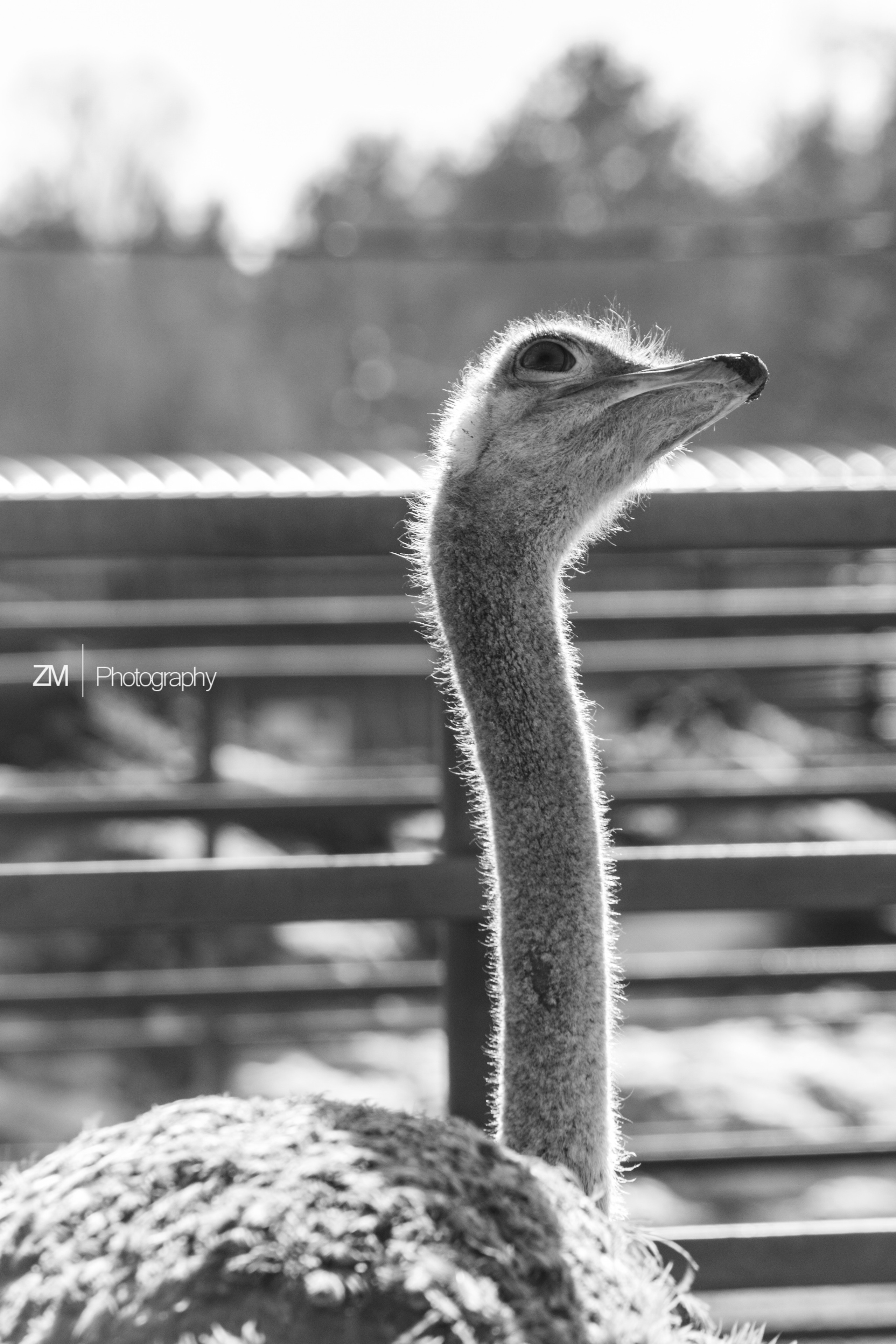 Фотосъемка животных в зоопарке. Фотограф людей и животных в Санкт-Петербурге Марина Бурмистрова