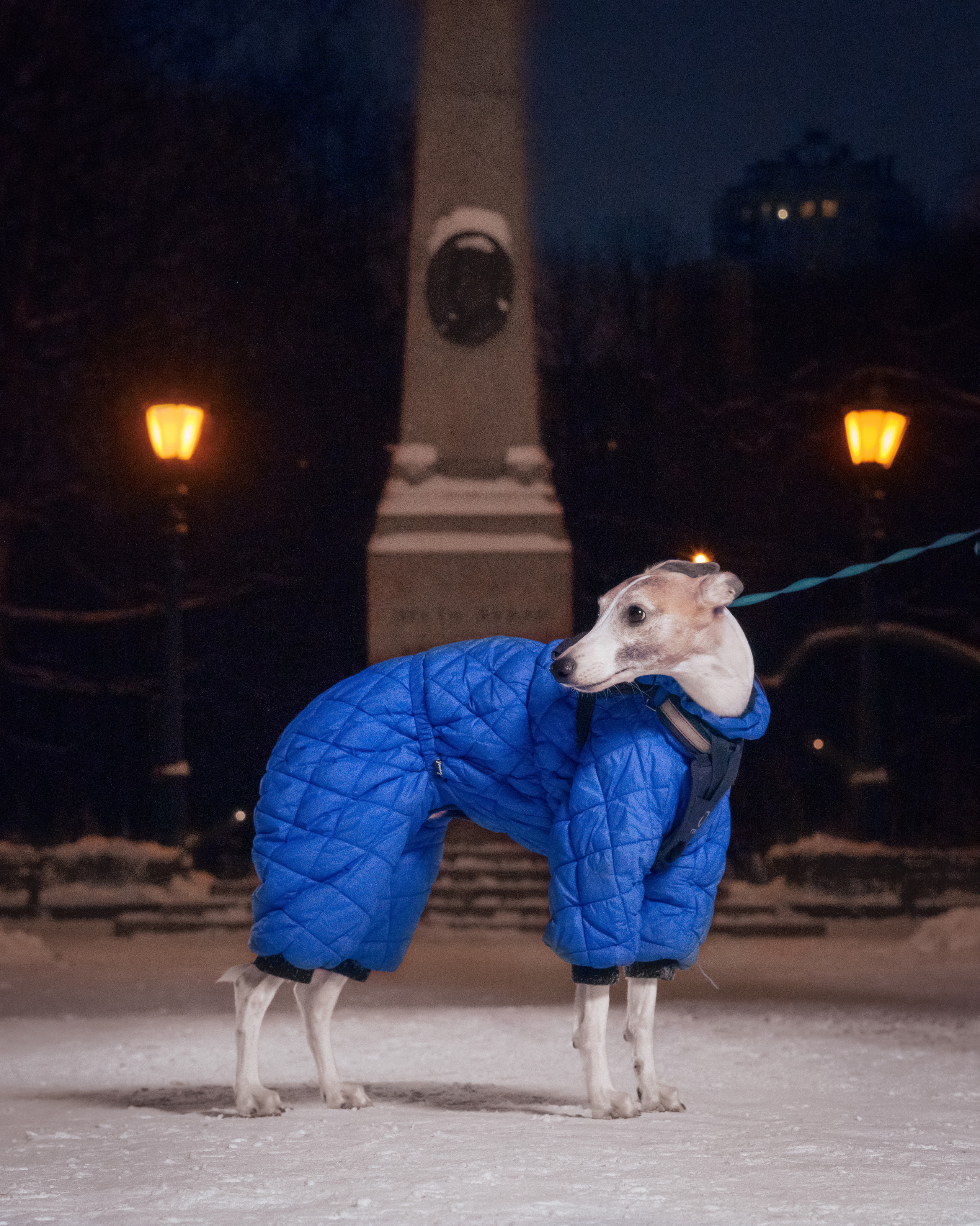 Анималистика. Выездные съемки. Фотограф людей и животных в Санкт-Петербурге Марина Бурмистрова