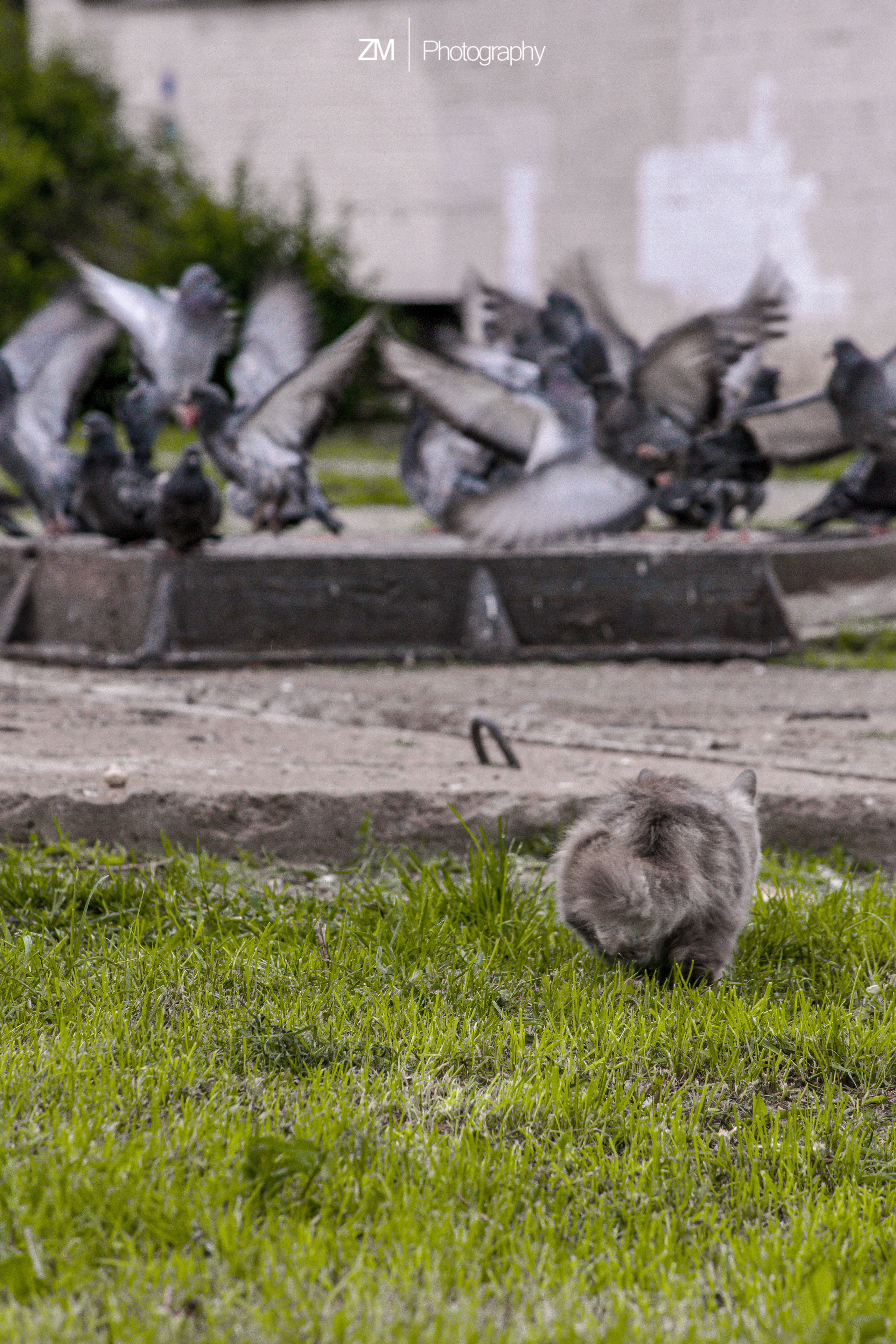 Фотоистории кошачьих. Фотограф людей и животных в Санкт-Петербурге Марина Бурмистрова