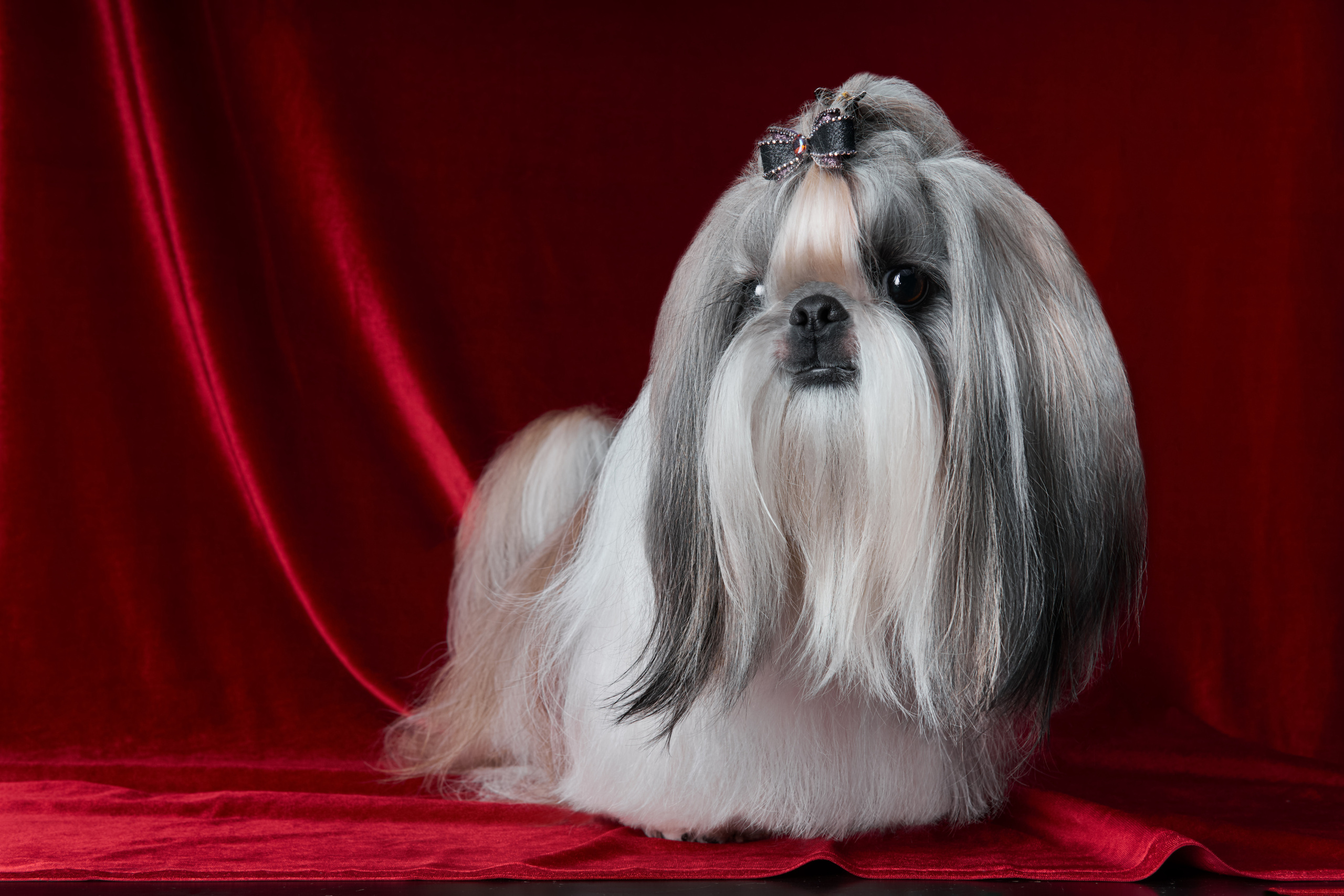 фотосессия ши-тцу на красном бархатном фоне в студии