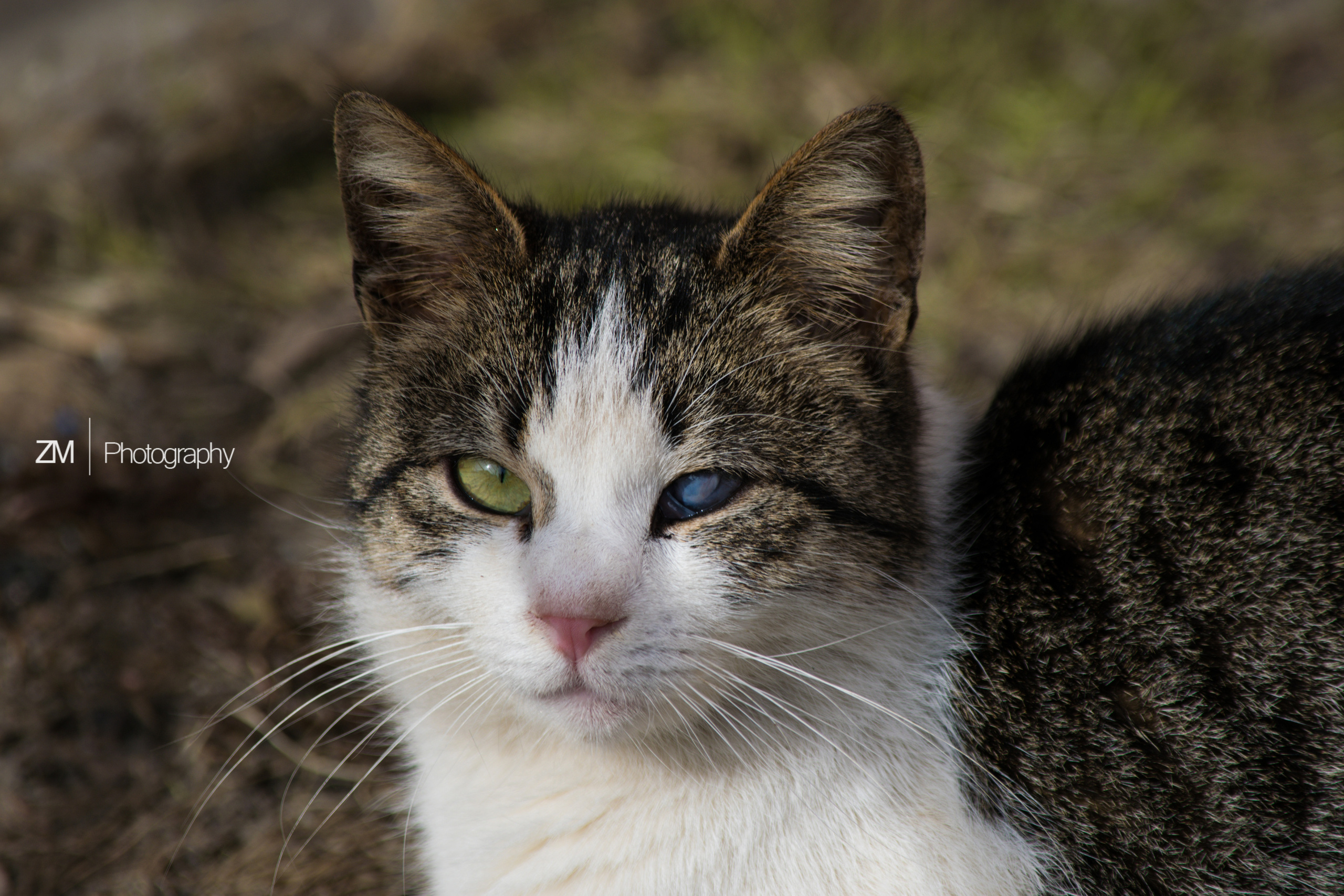 Весна 2019. Фотограф людей и животных в Санкт-Петербурге Марина Бурмистрова