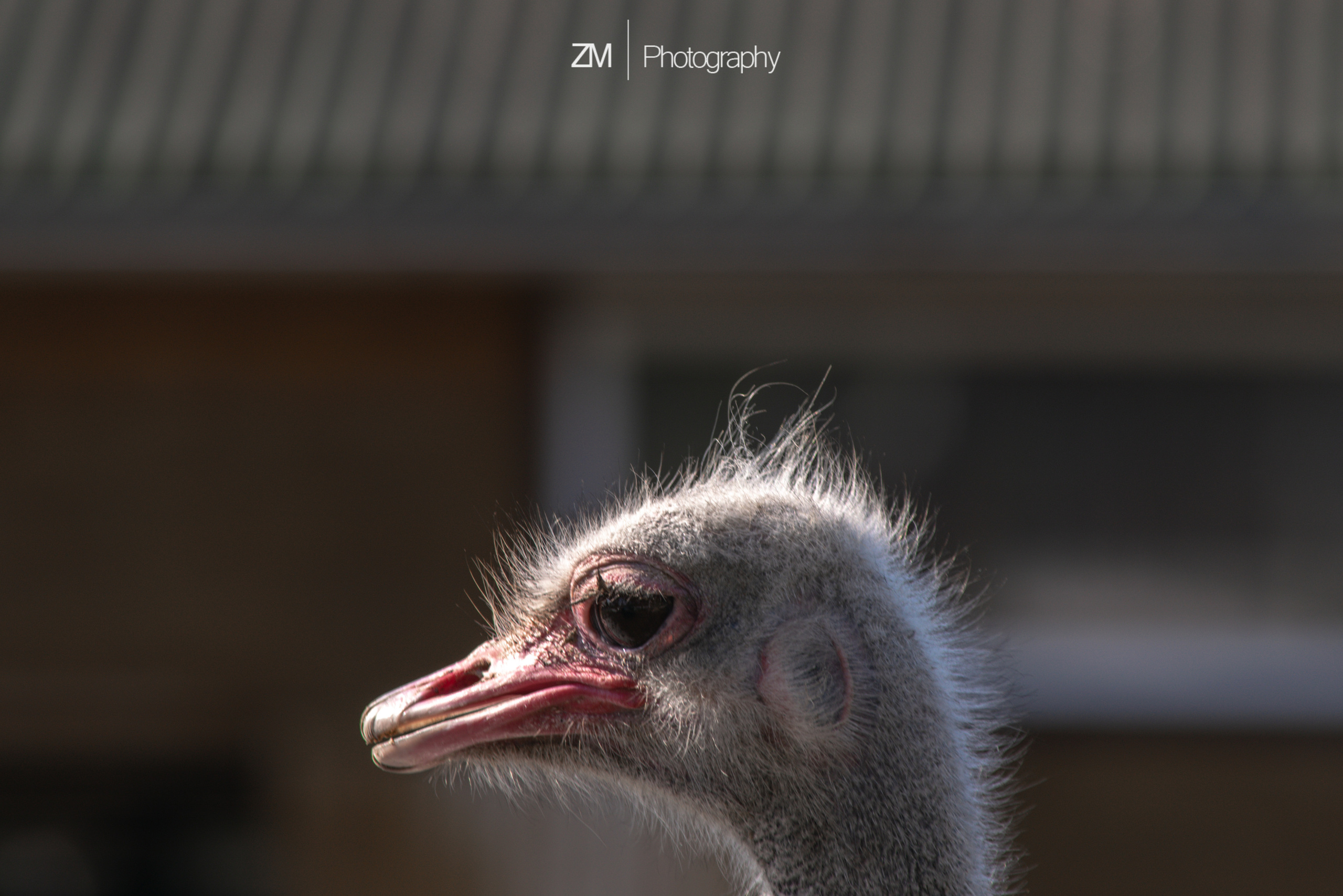 Фотосъемка животных в зоопарке. Фотограф людей и животных в Санкт-Петербурге Марина Бурмистрова
