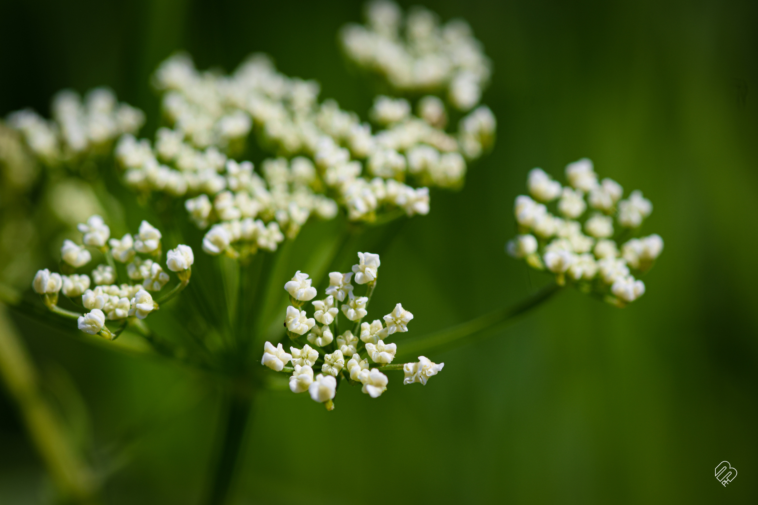 Фотографии цветов. Фотограф людей и животных в Санкт-Петербурге Марина Бурмистрова