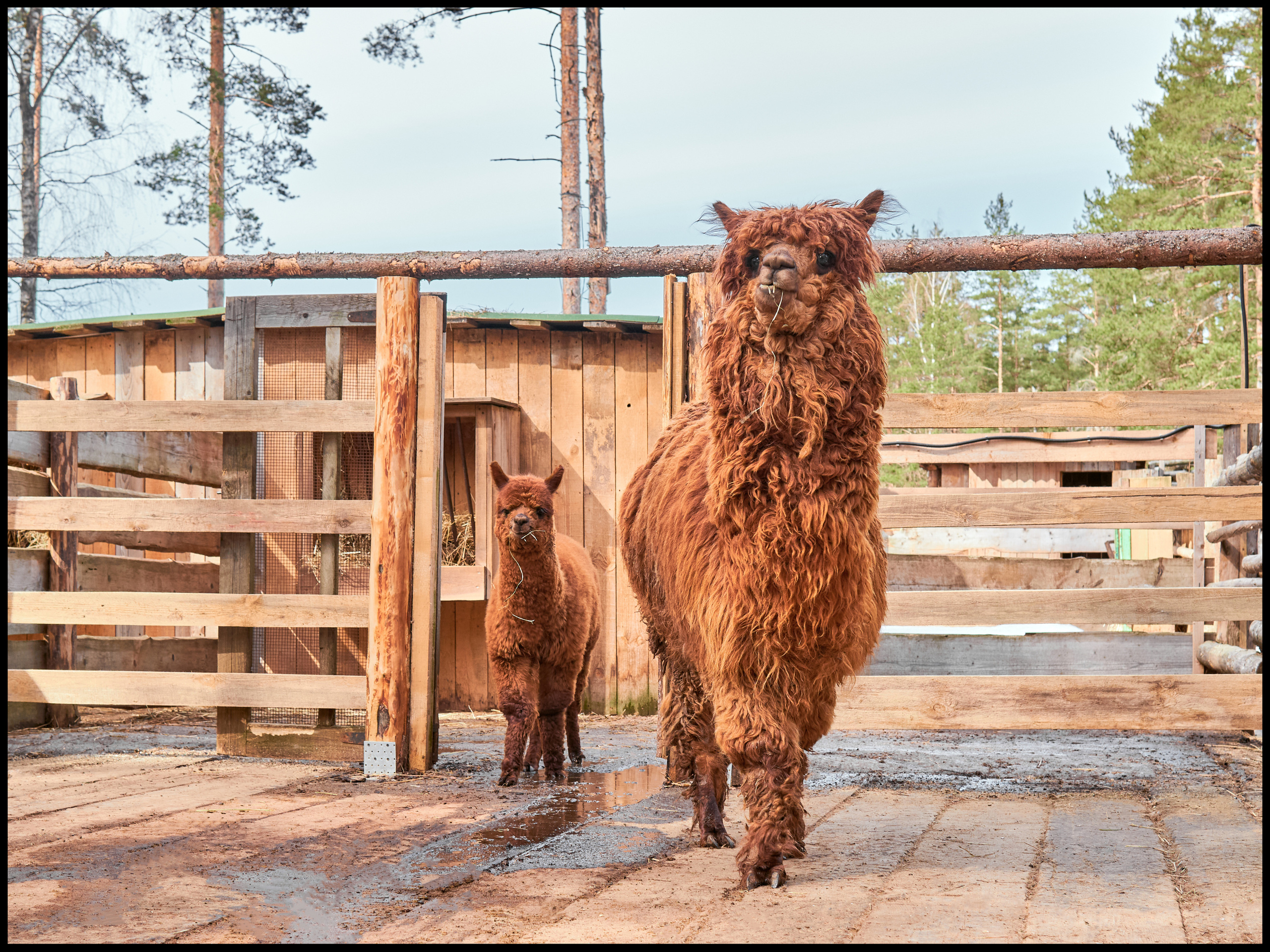 Фотосъемка животных в зоопарке. Фотограф людей и животных в Санкт-Петербурге Марина Бурмистрова
