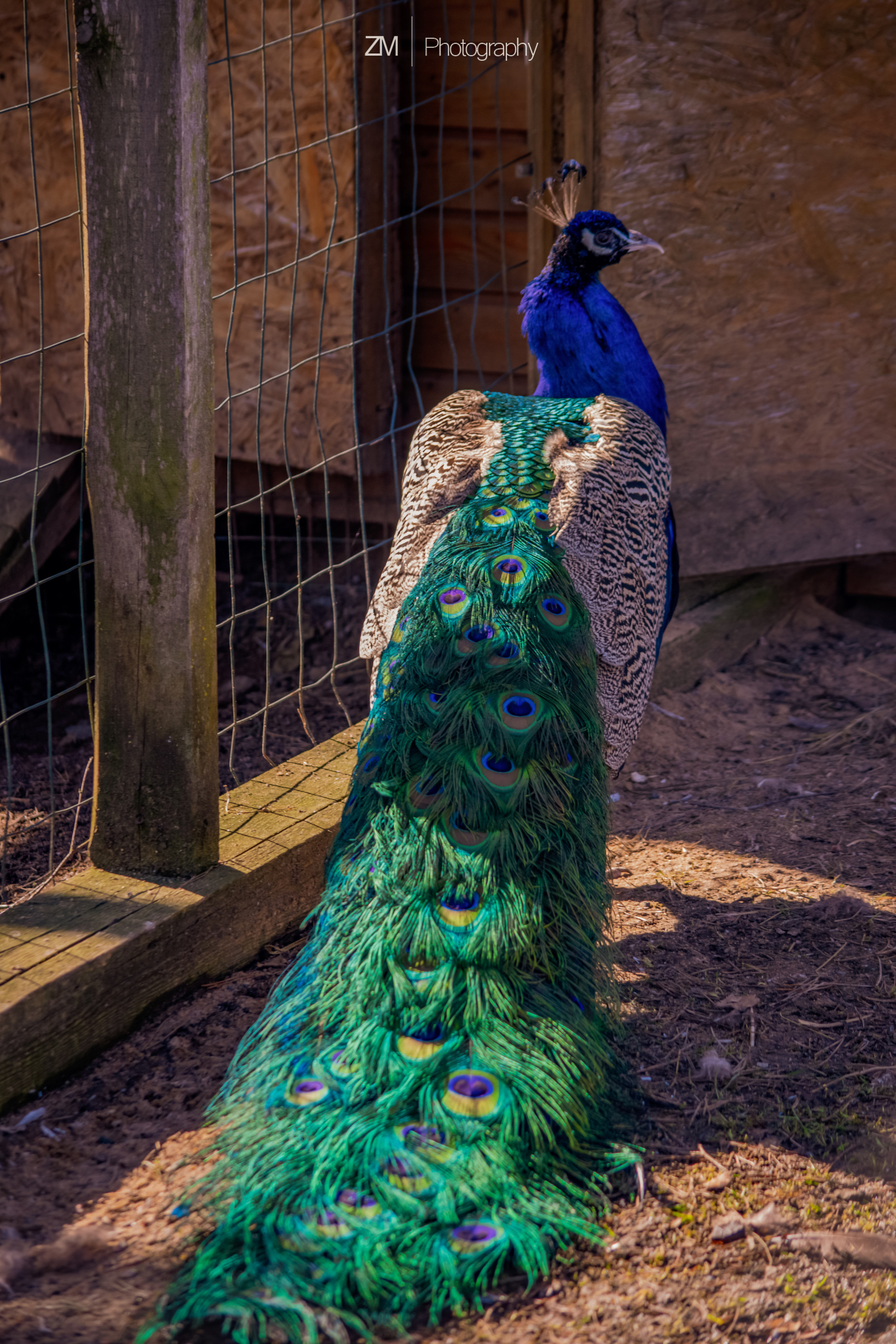 Фотосъемка животных в зоопарке. Фотограф людей и животных в Санкт-Петербурге Марина Бурмистрова