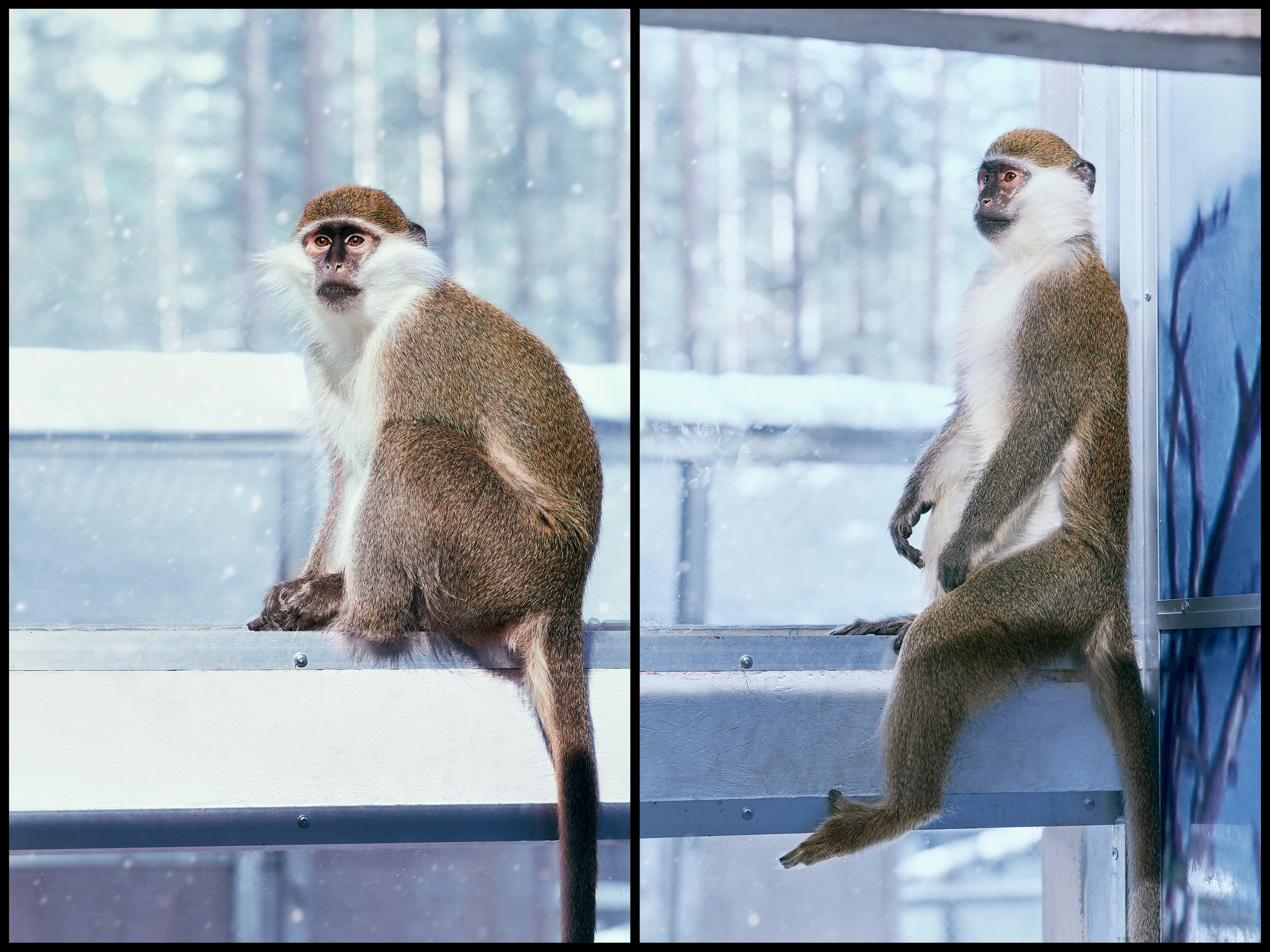 Фотосъемка животных в зоопарке. Фотограф людей и животных в Санкт-Петербурге Марина Бурмистрова