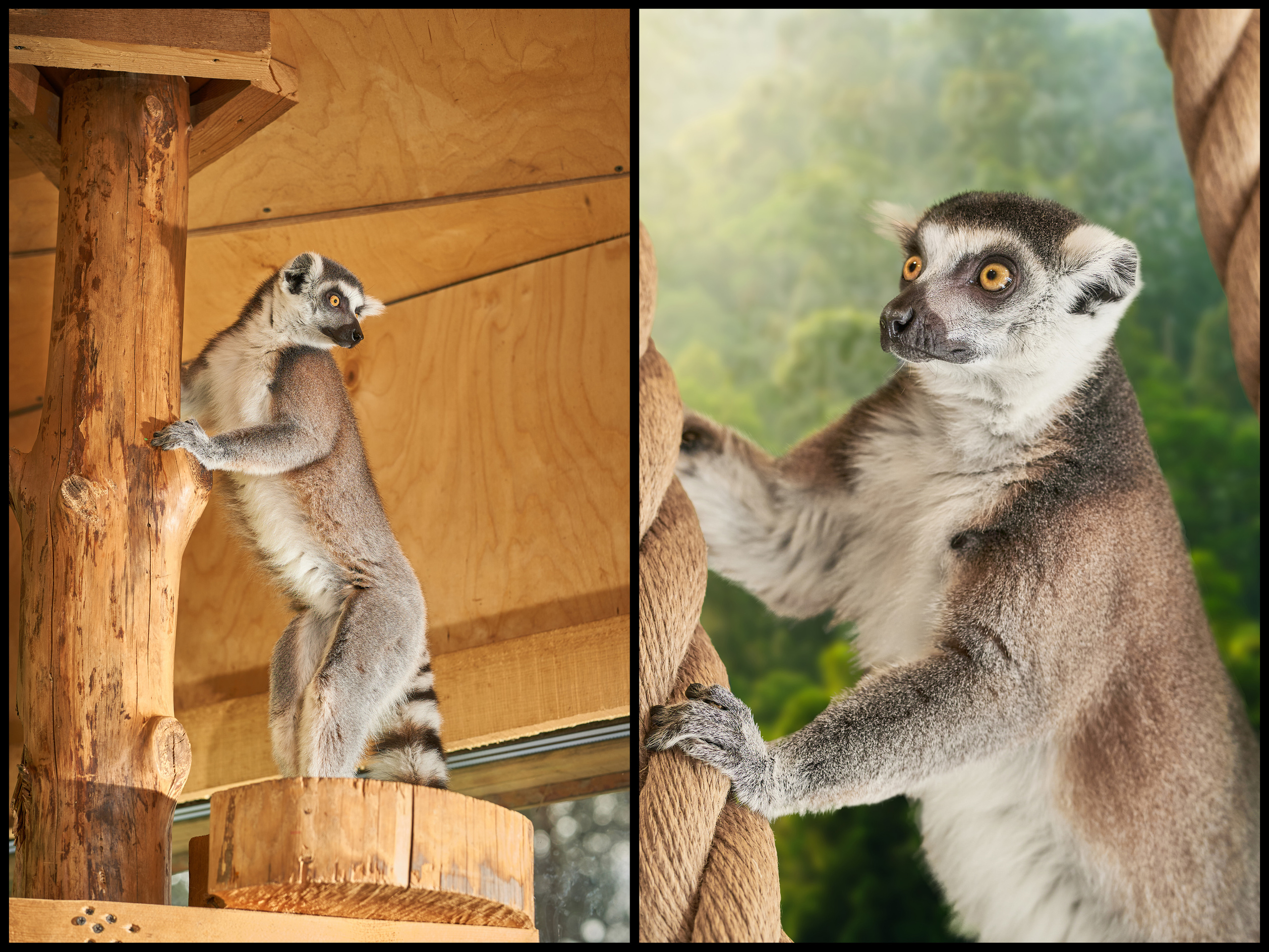 Фотосъемка животных в зоопарке. Фотограф людей и животных в Санкт-Петербурге Марина Бурмистрова