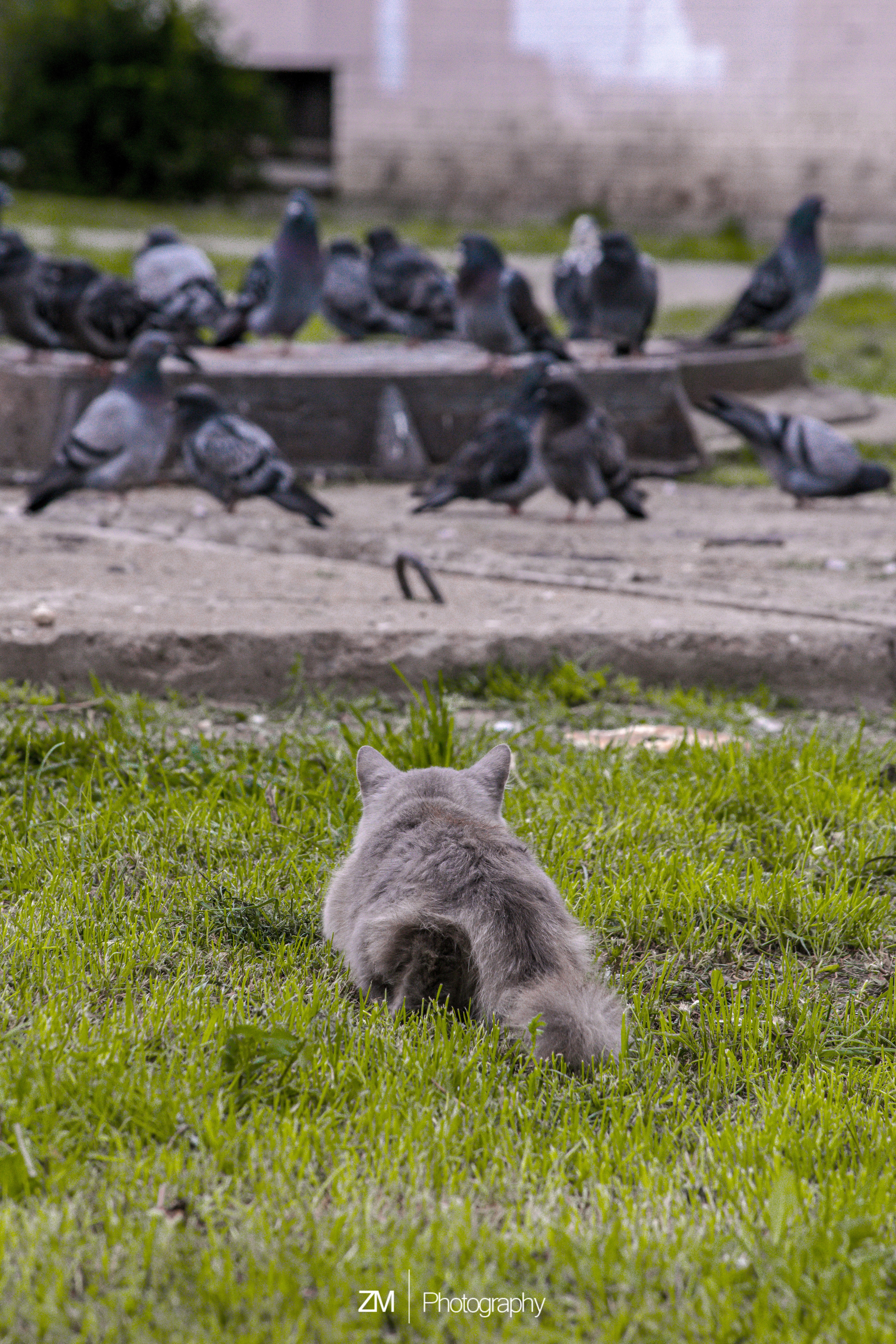 Фотоистории кошачьих. Фотограф людей и животных в Санкт-Петербурге Марина Бурмистрова