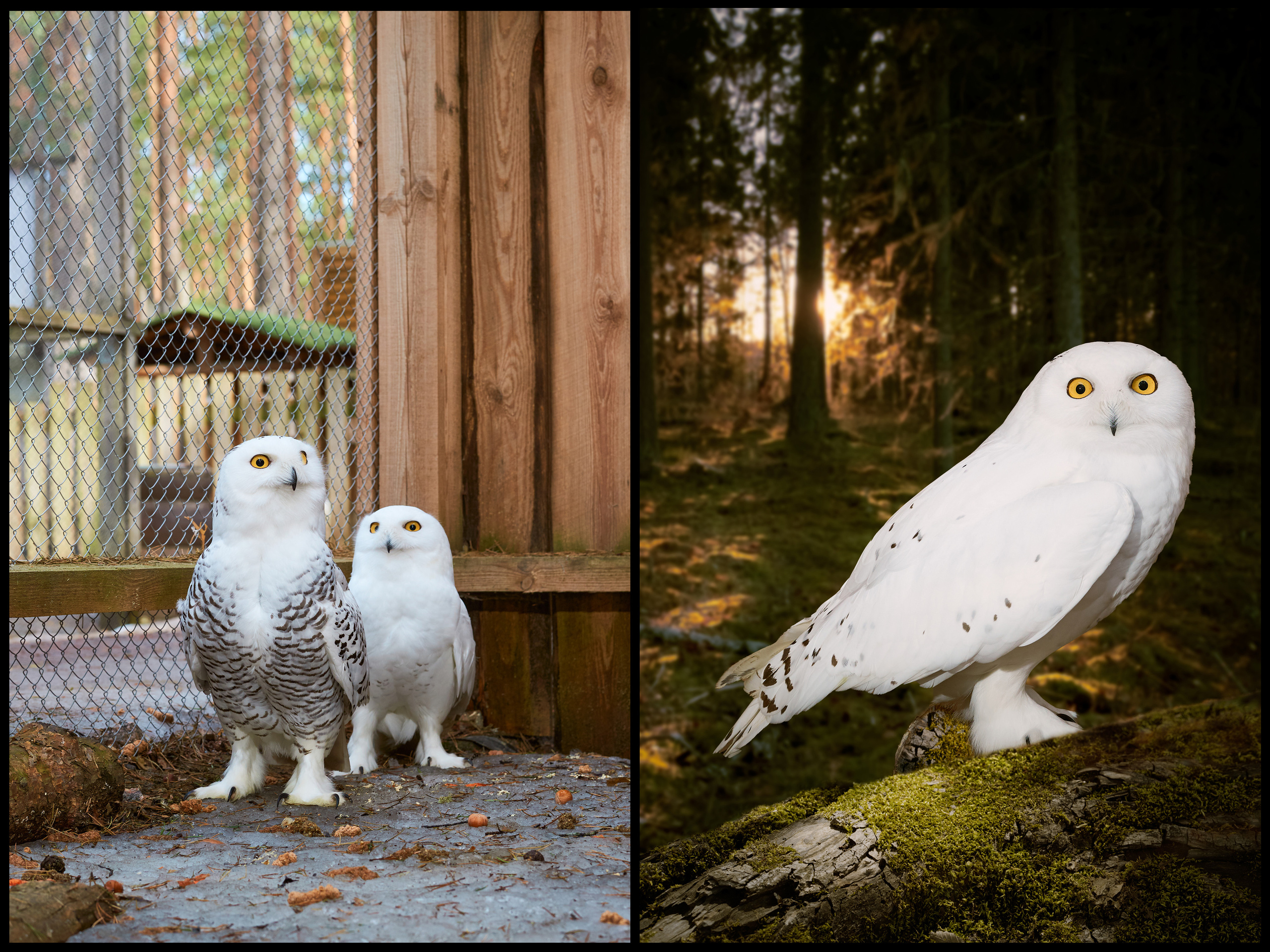 Фотосъемка животных в зоопарке. Фотограф людей и животных в Санкт-Петербурге Марина Бурмистрова