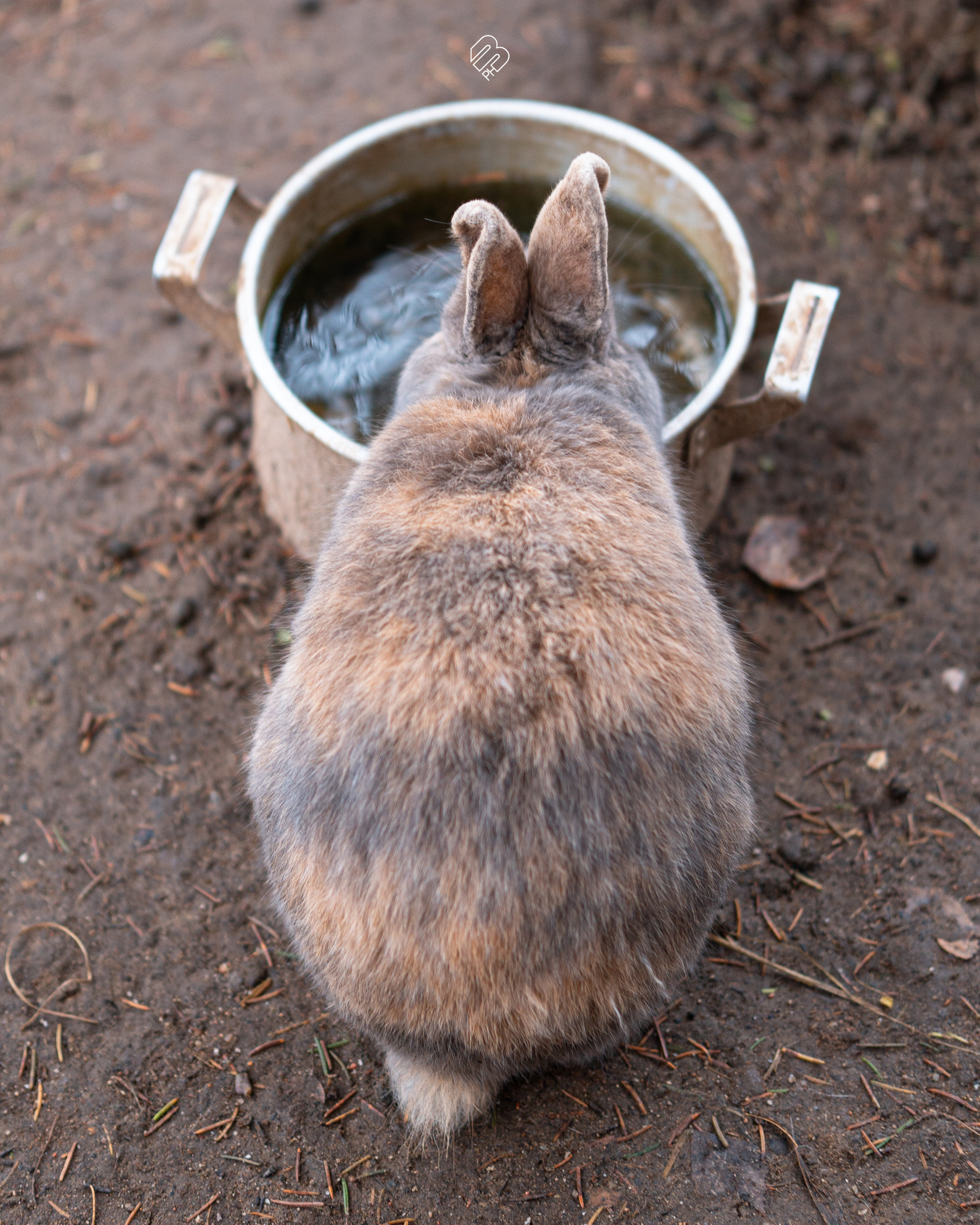 Фотосъемка животных в зоопарке. Фотограф людей и животных в Санкт-Петербурге Марина Бурмистрова