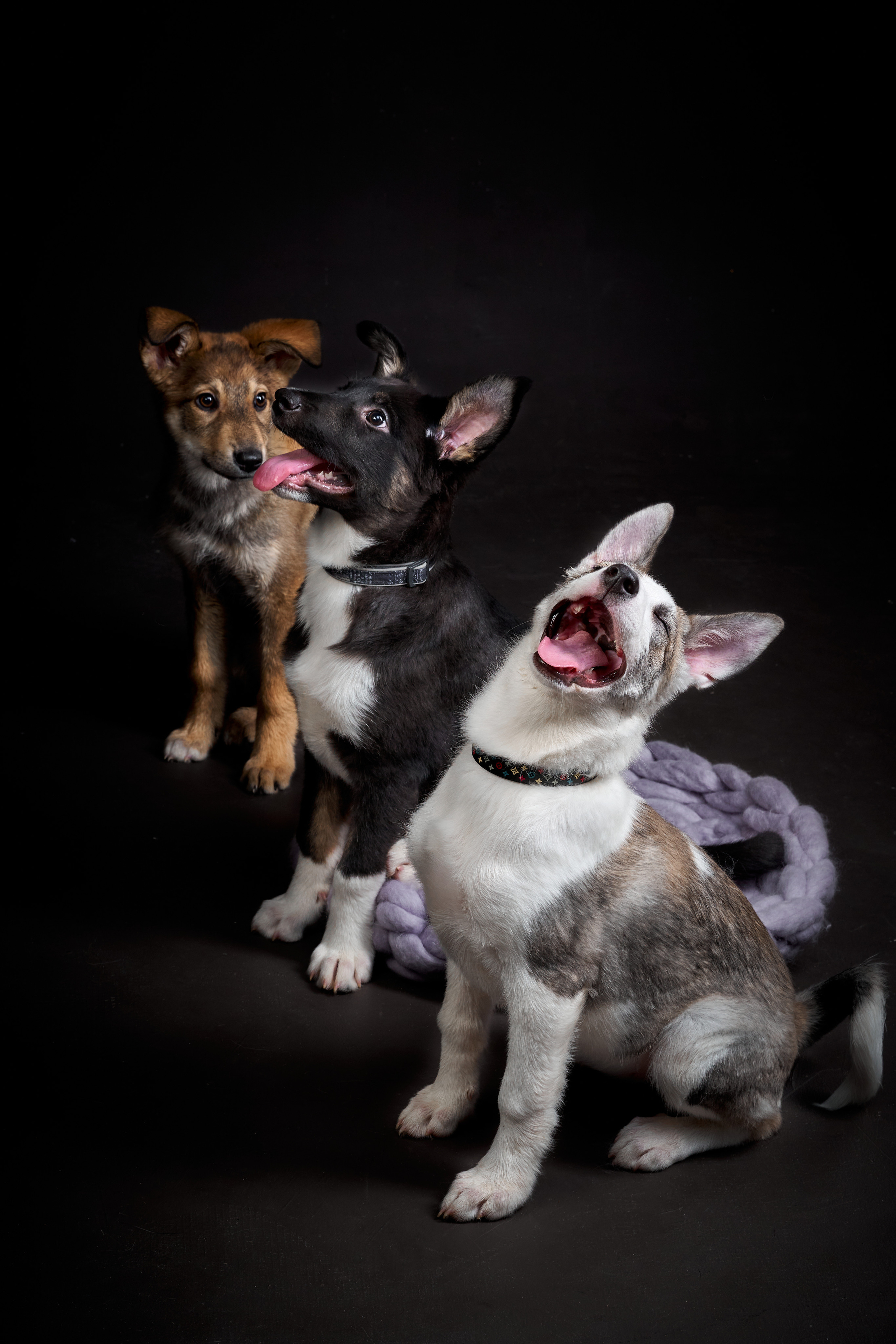 Анималистика. Студийные съемки. Фотограф людей и животных в Санкт-Петербурге Марина Бурмистрова