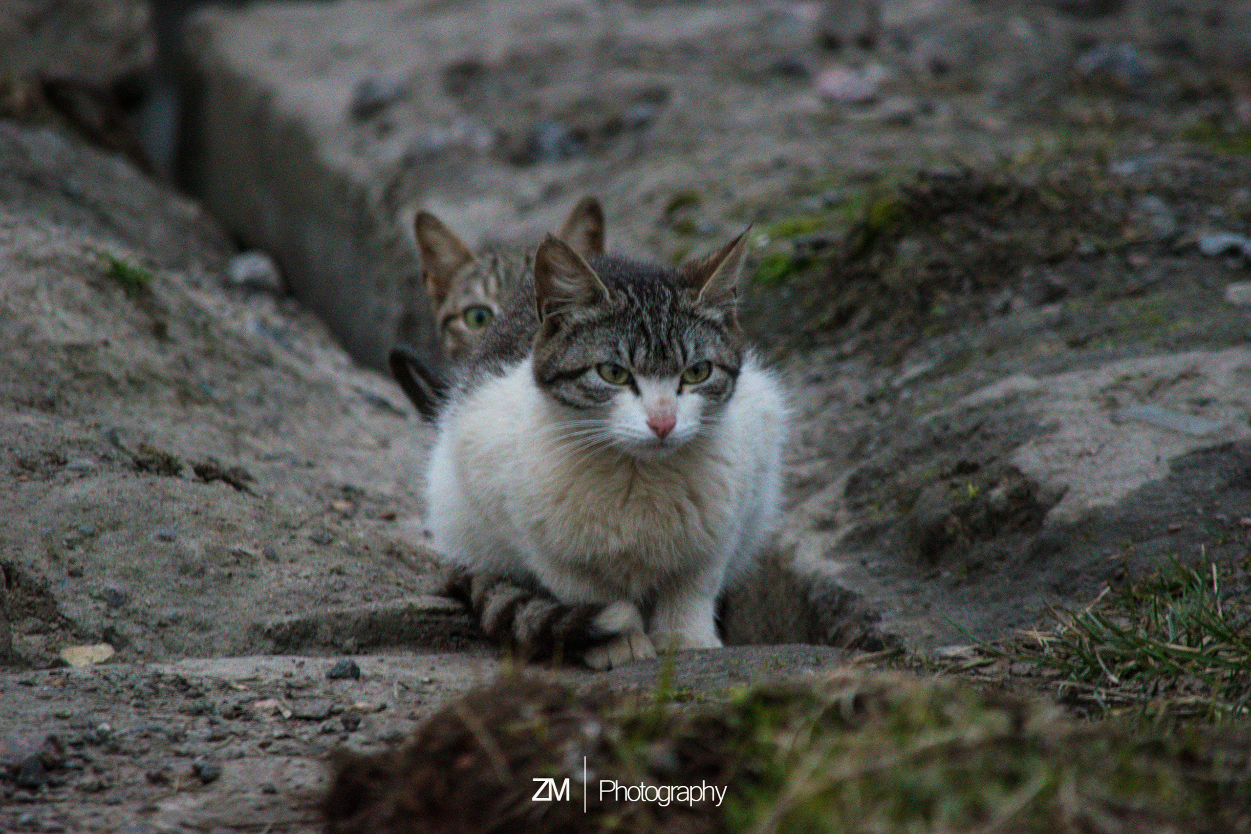 Фотоистории кошачьих. Фотограф людей и животных в Санкт-Петербурге Марина Бурмистрова