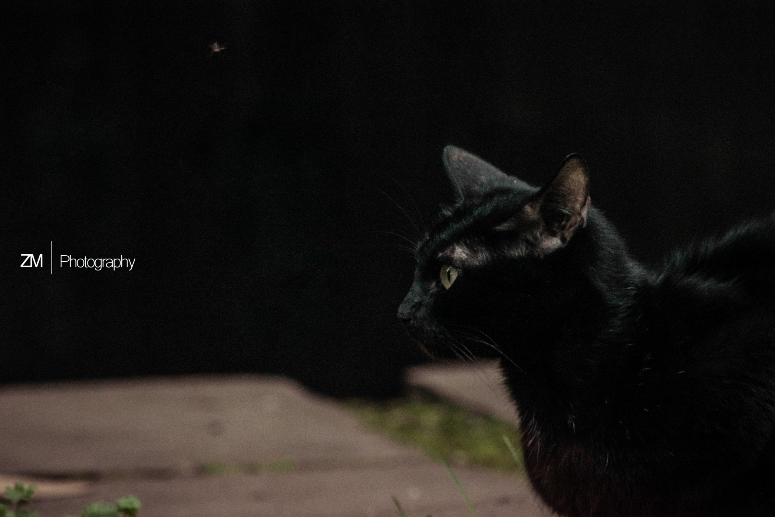 Фотоистории кошачьих. Фотограф людей и животных в Санкт-Петербурге Марина Бурмистрова