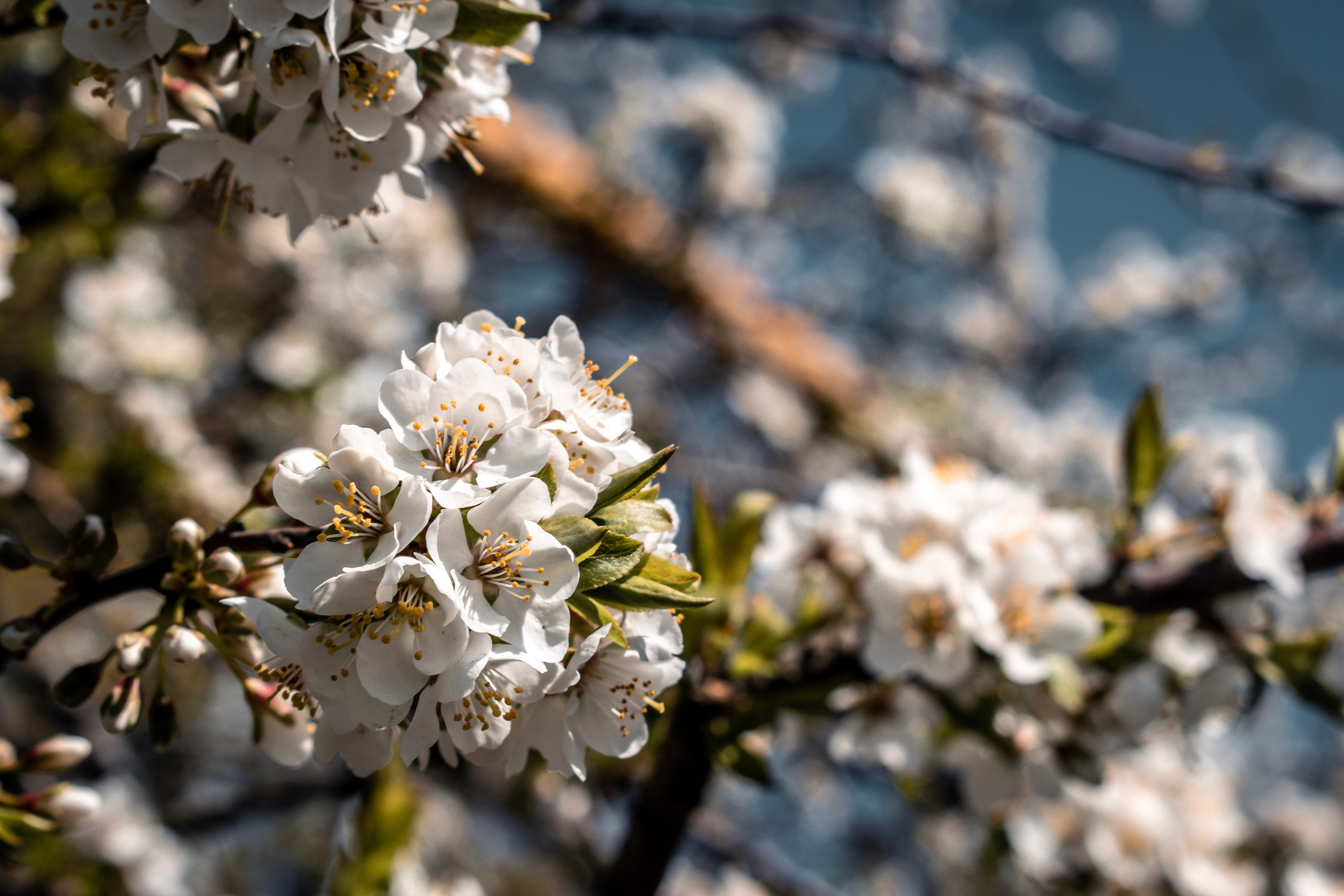 Весна 2019. Фотограф людей и животных в Санкт-Петербурге Марина Бурмистрова