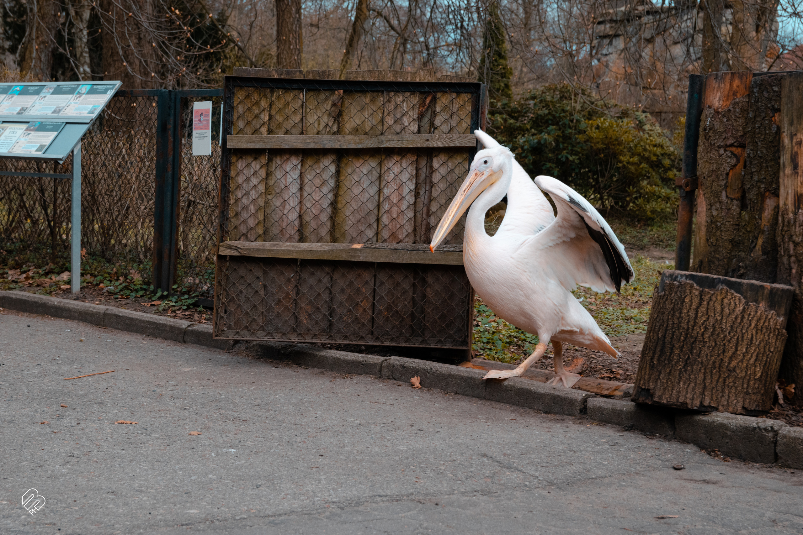 Поездка в Калининград. Фотограф людей и животных в Санкт-Петербурге Марина Бурмистрова