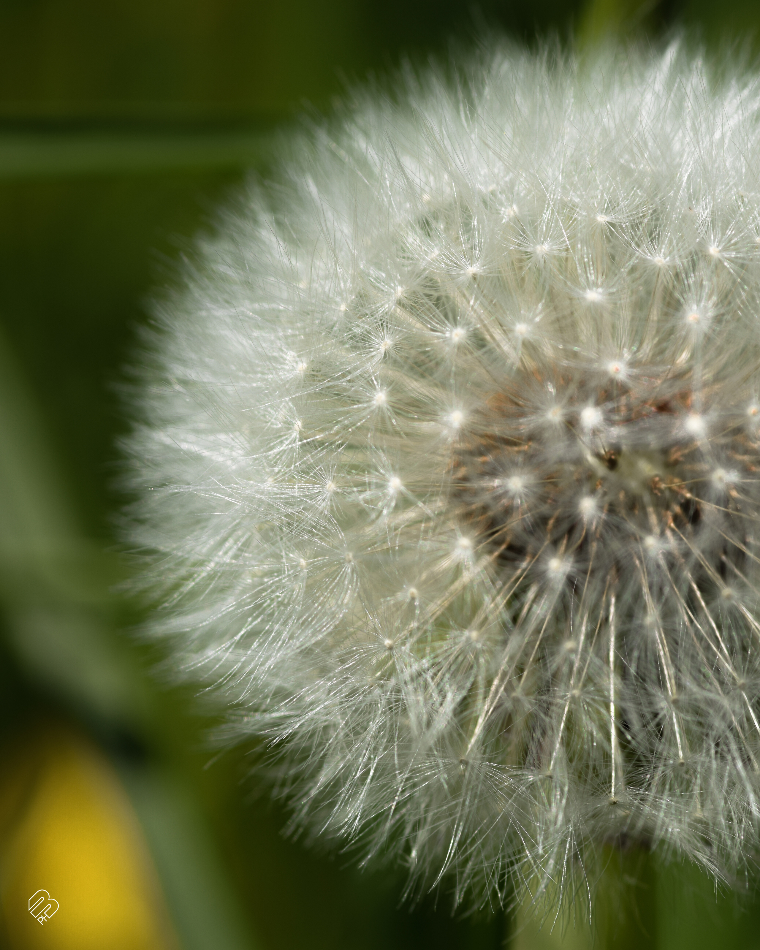 Фотографии цветов. Фотограф людей и животных в Санкт-Петербурге Марина Бурмистрова