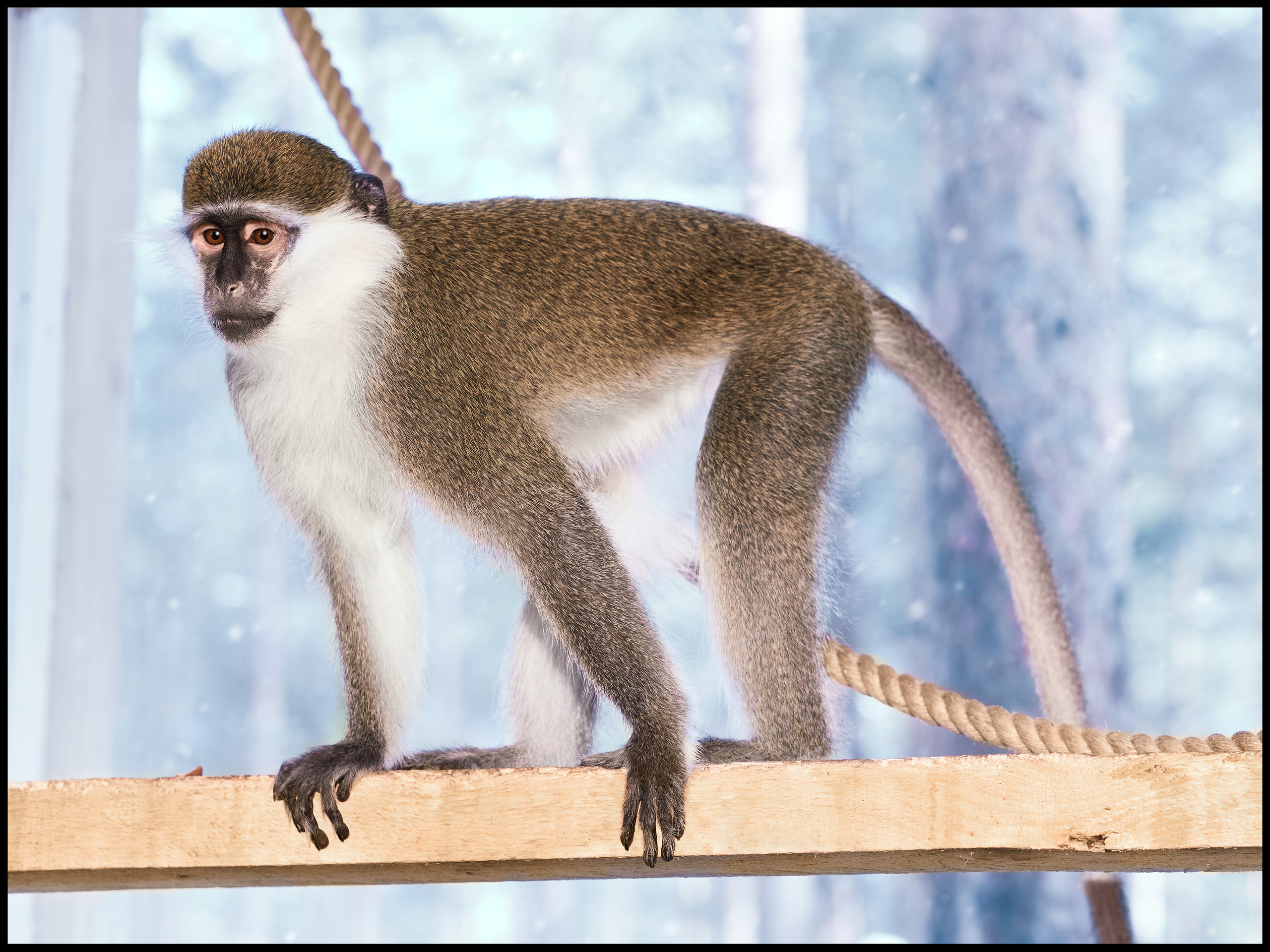 Фотосъемка животных в зоопарке. Фотограф людей и животных в Санкт-Петербурге Марина Бурмистрова