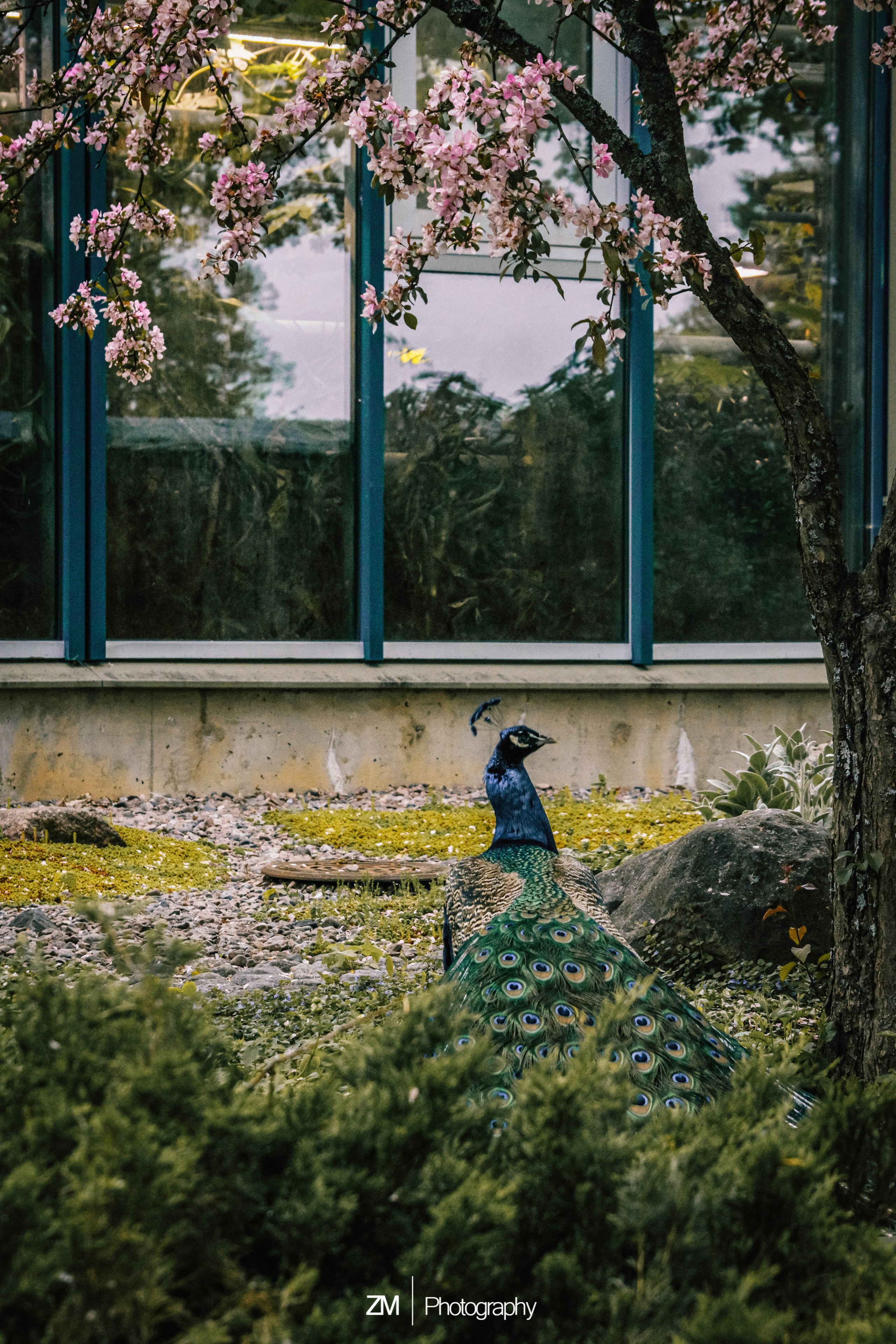 Фотосъемка животных в зоопарке. Фотограф людей и животных в Санкт-Петербурге Марина Бурмистрова