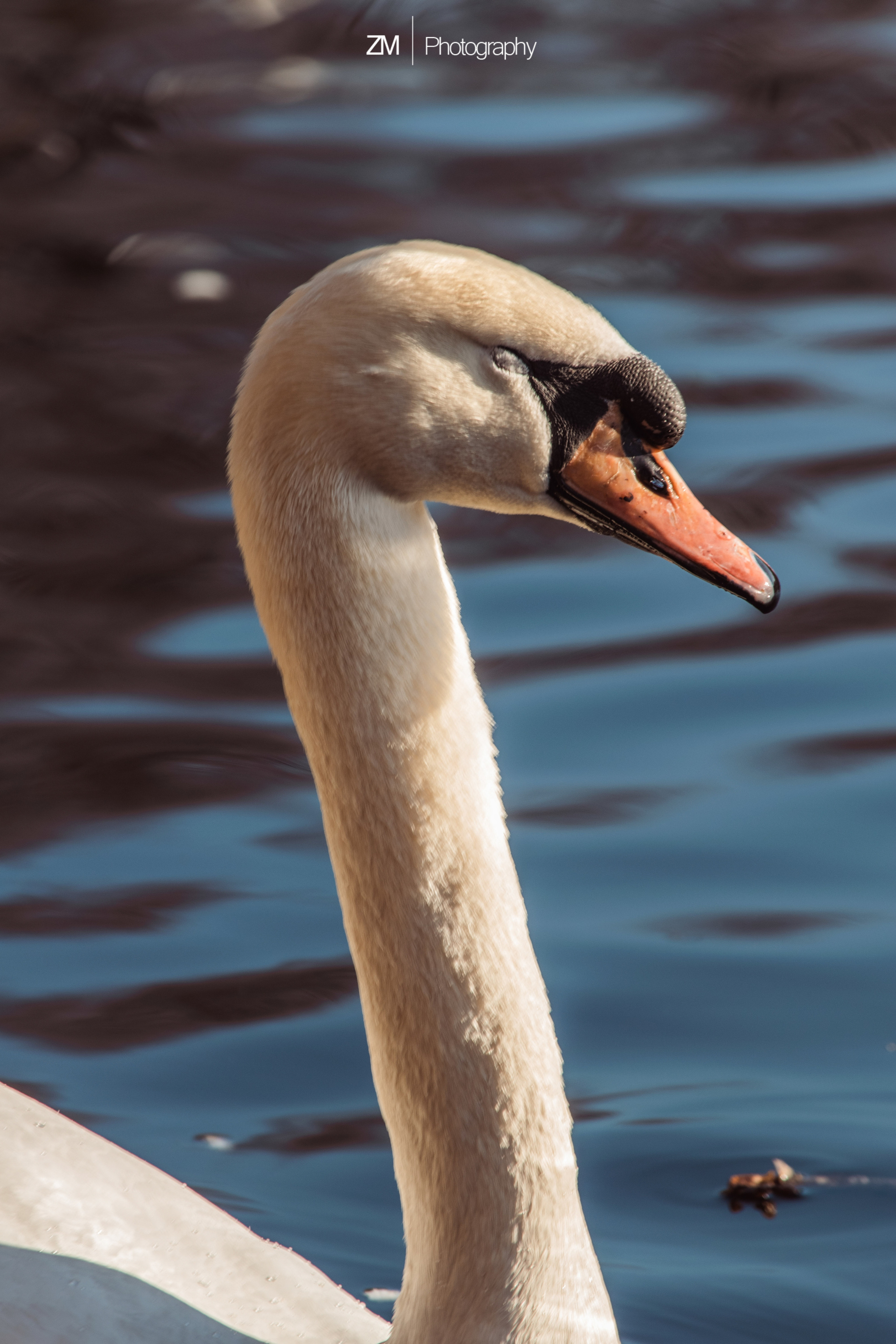 Весна 2019. Фотограф людей и животных в Санкт-Петербурге Марина Бурмистрова