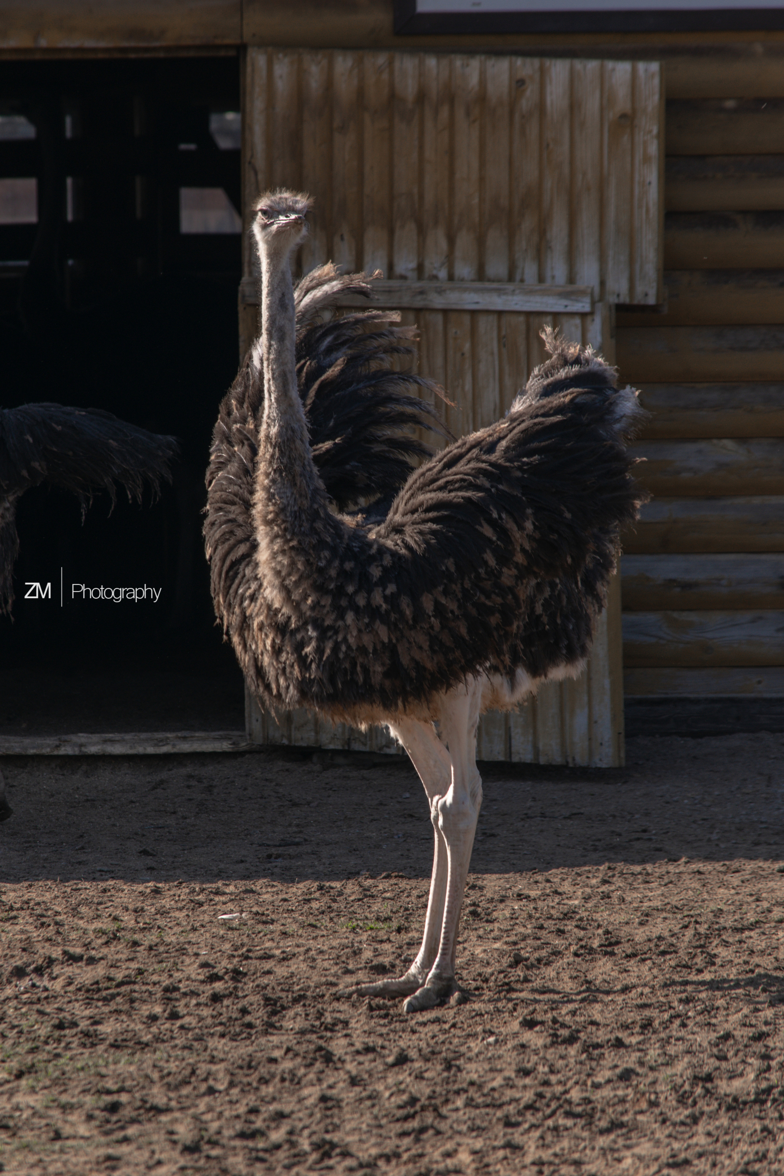 Фотосъемка животных в зоопарке. Фотограф людей и животных в Санкт-Петербурге Марина Бурмистрова