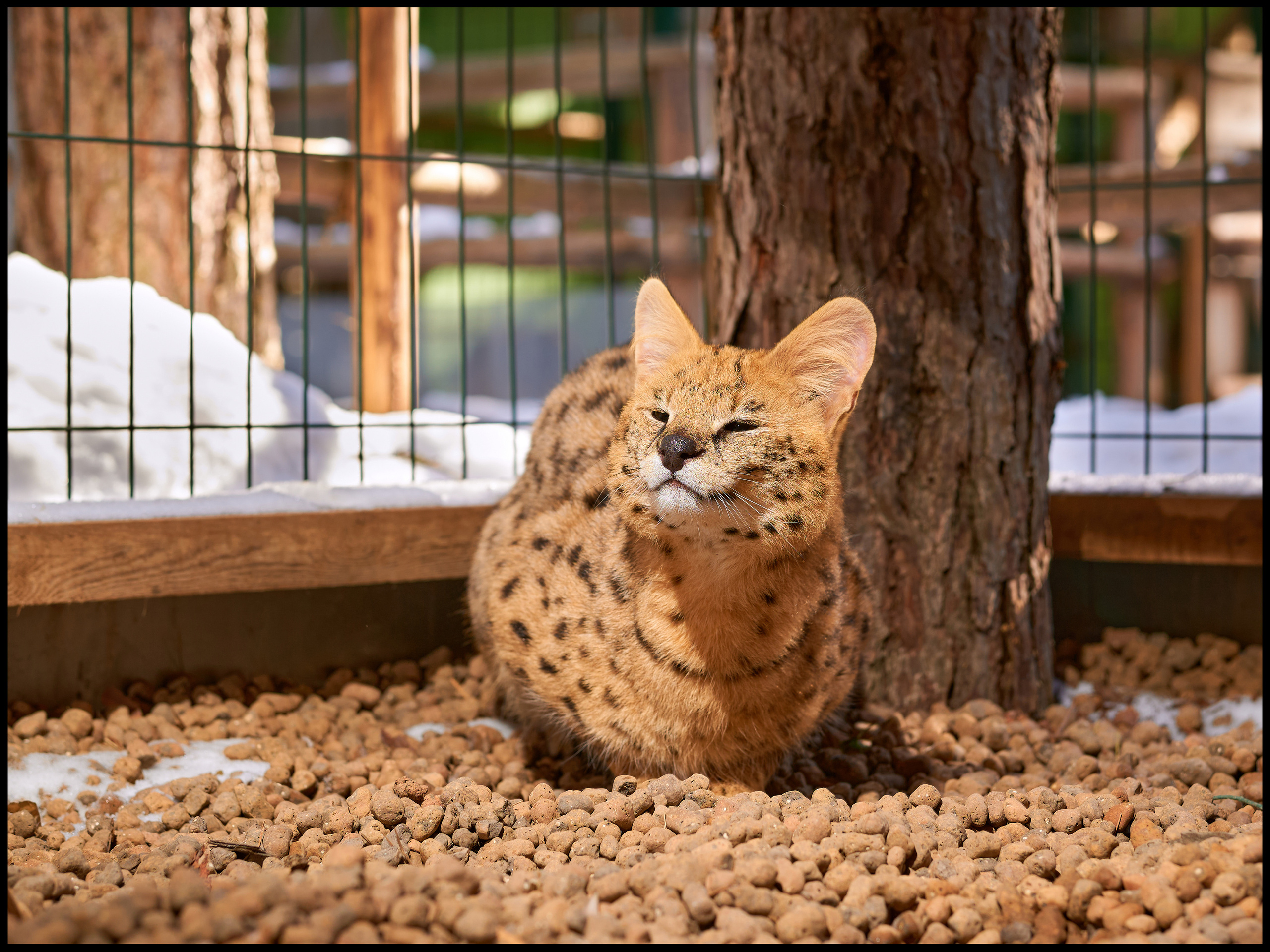 Фотосъемка животных в зоопарке. Фотограф людей и животных в Санкт-Петербурге Марина Бурмистрова
