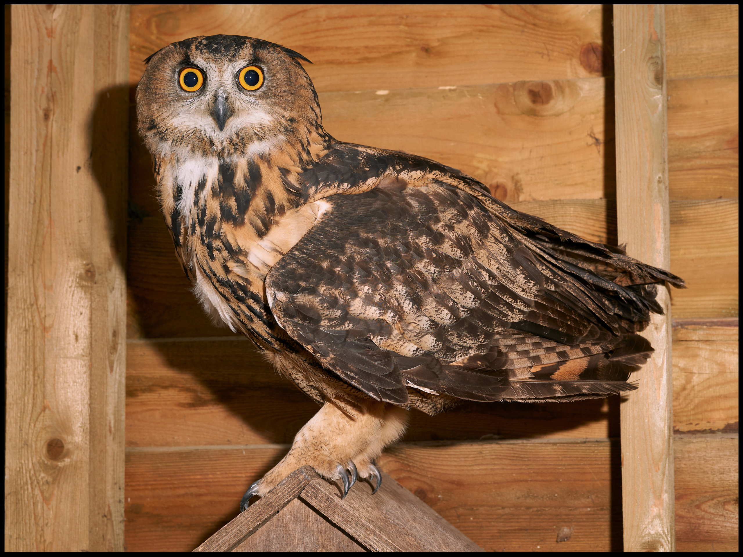 Фотосъемка животных в зоопарке. Фотограф людей и животных в Санкт-Петербурге Марина Бурмистрова